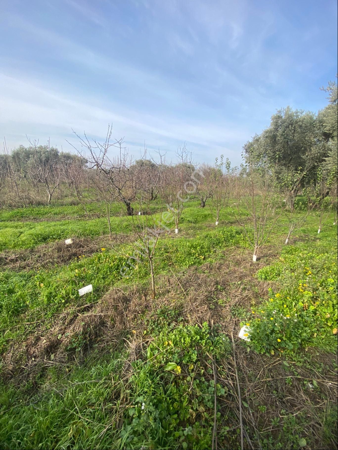 Kemalpaşa Yiğitlerde Kelepir Bahçe - Görsel 16