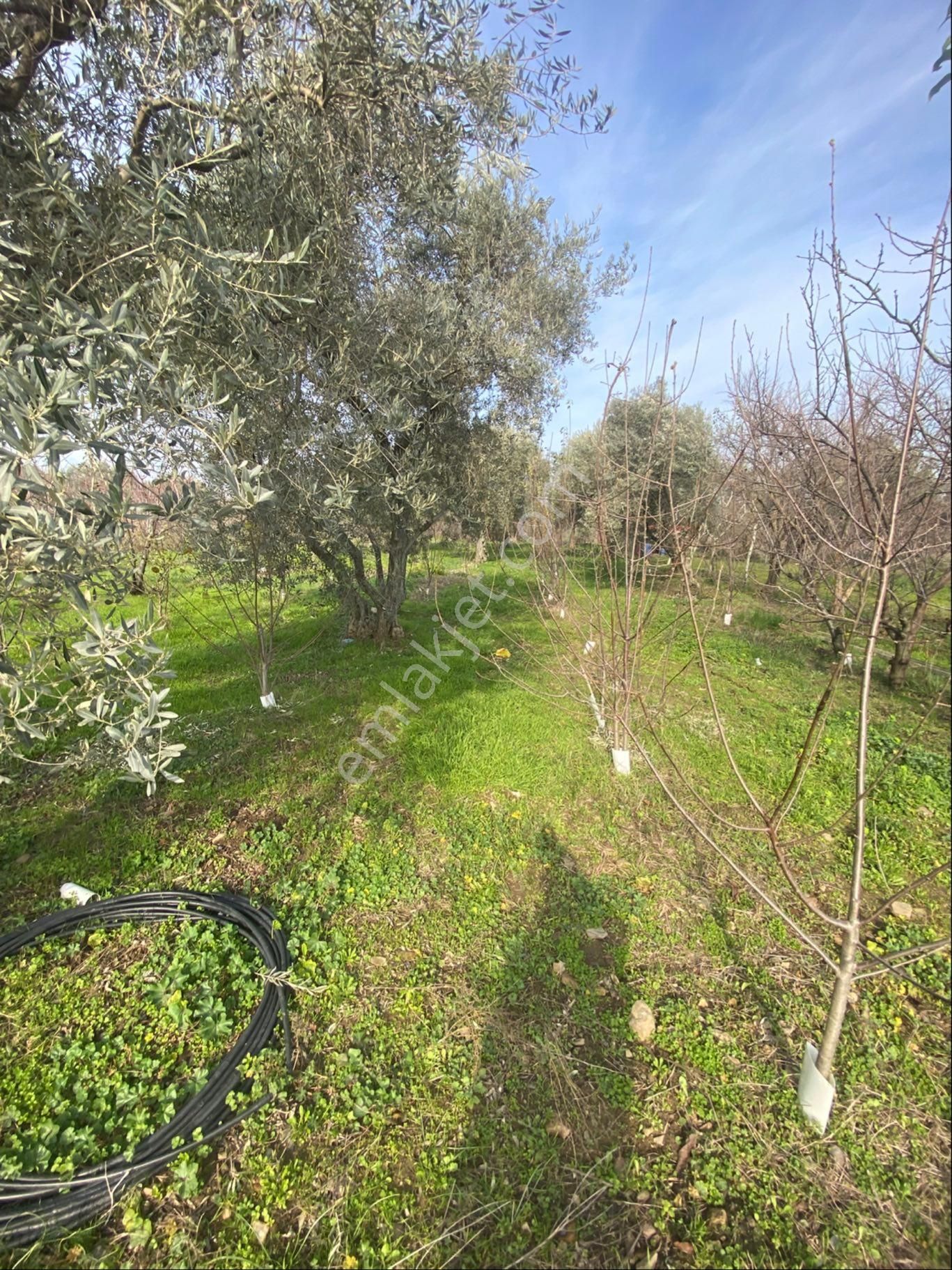 Kemalpaşa Yiğitlerde Kelepir Bahçe - Görsel 6