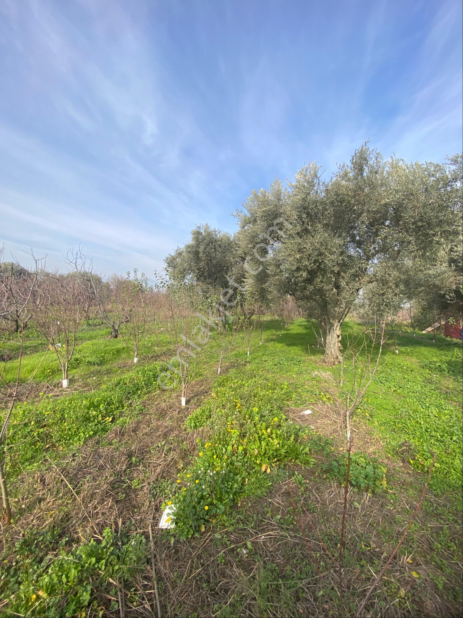 Kemalpaşa Yiğitlerde Kelepir Bahçe - Görsel 14