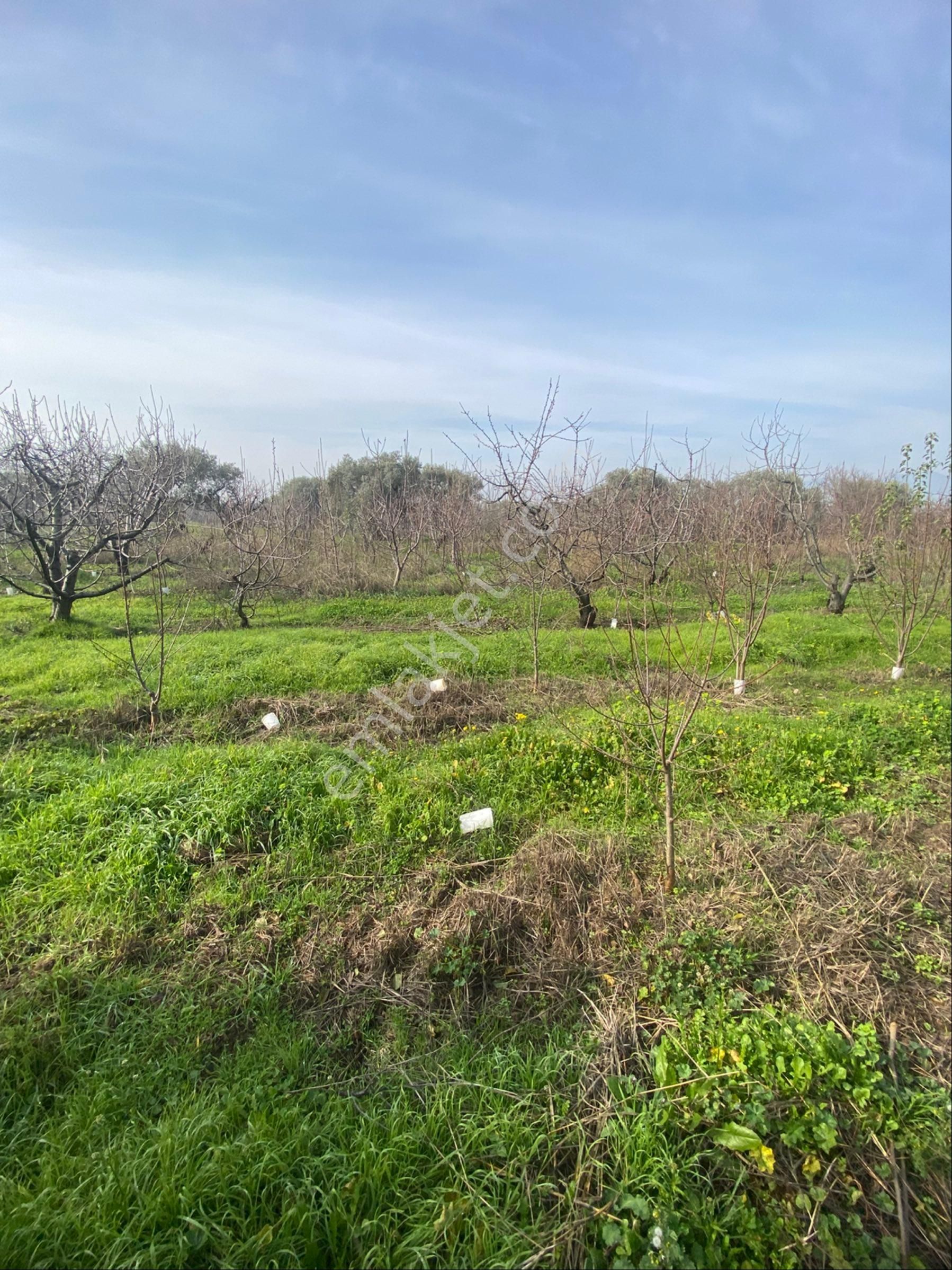 Kemalpaşa Yiğitlerde Kelepir Bahçe - Görsel 17