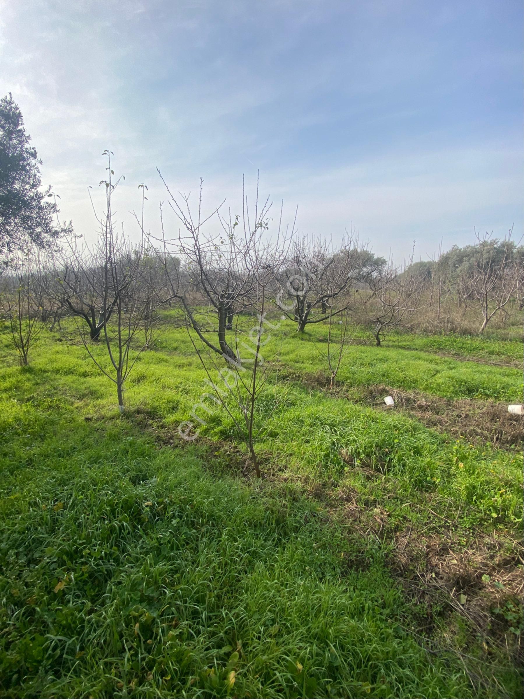 Kemalpaşa Yiğitlerde Kelepir Bahçe - Görsel 19