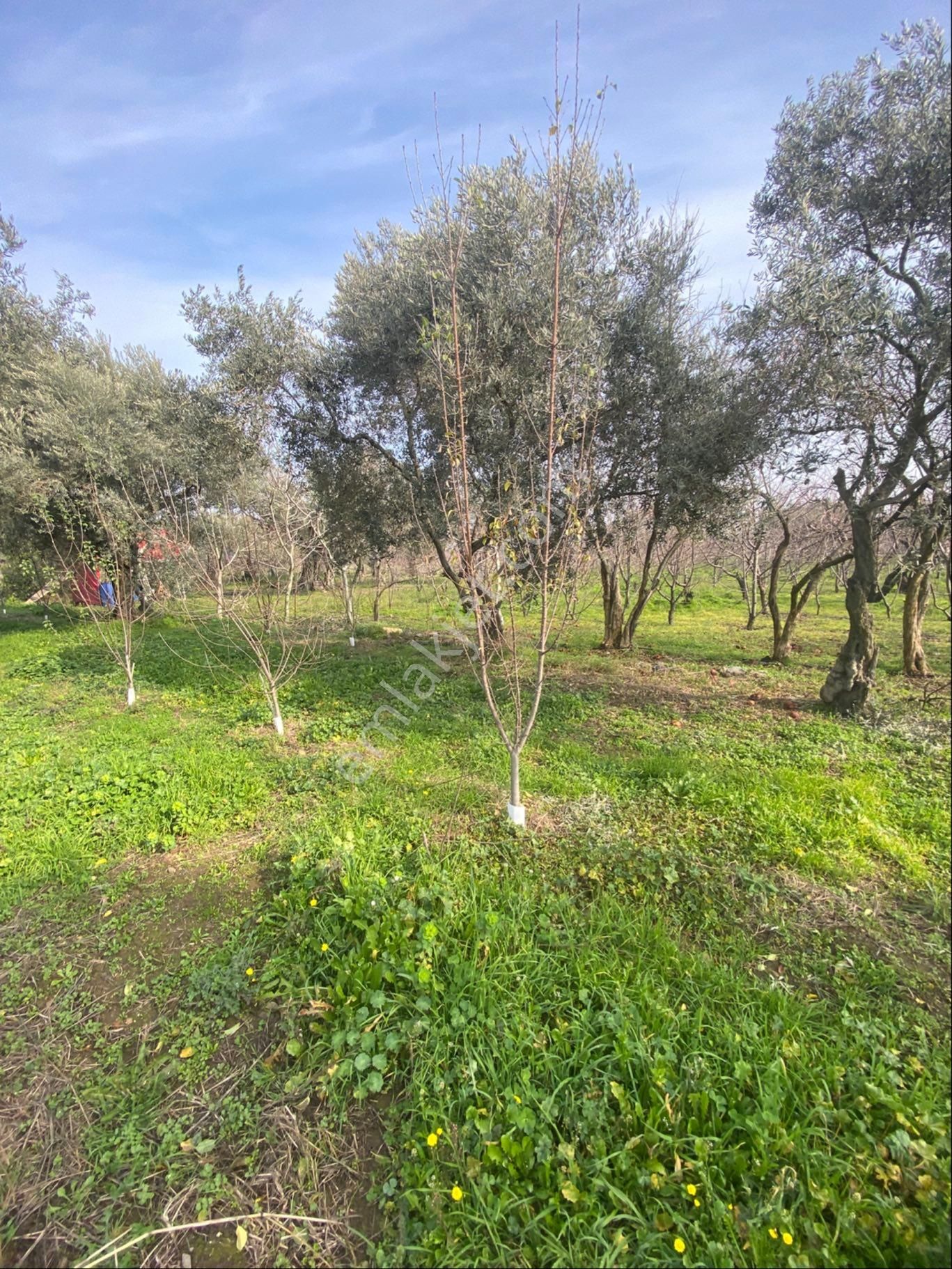 Kemalpaşa Yiğitlerde Kelepir Bahçe - Görsel 11