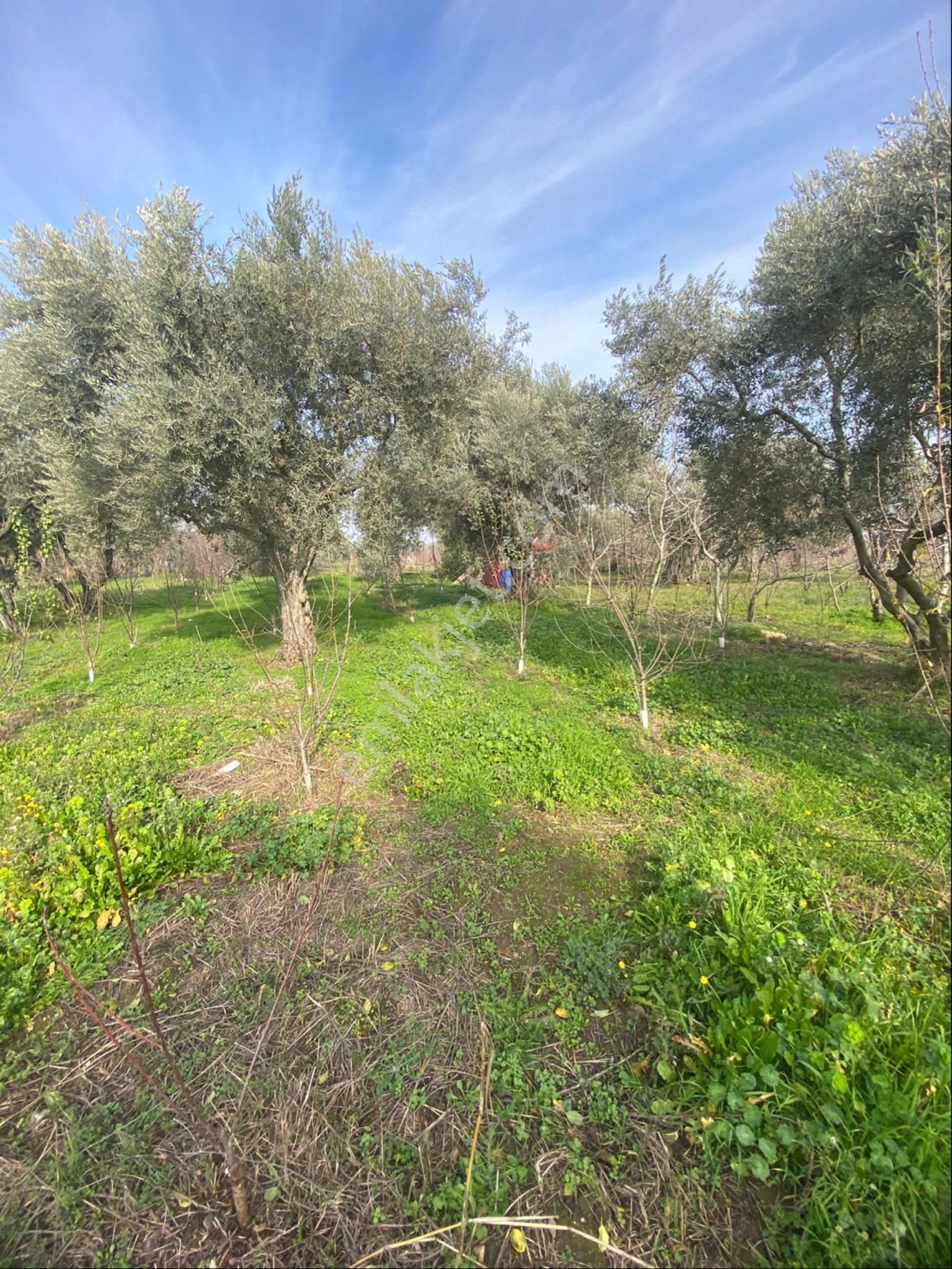 Kemalpaşa Yiğitlerde Kelepir Bahçe - Görsel 12