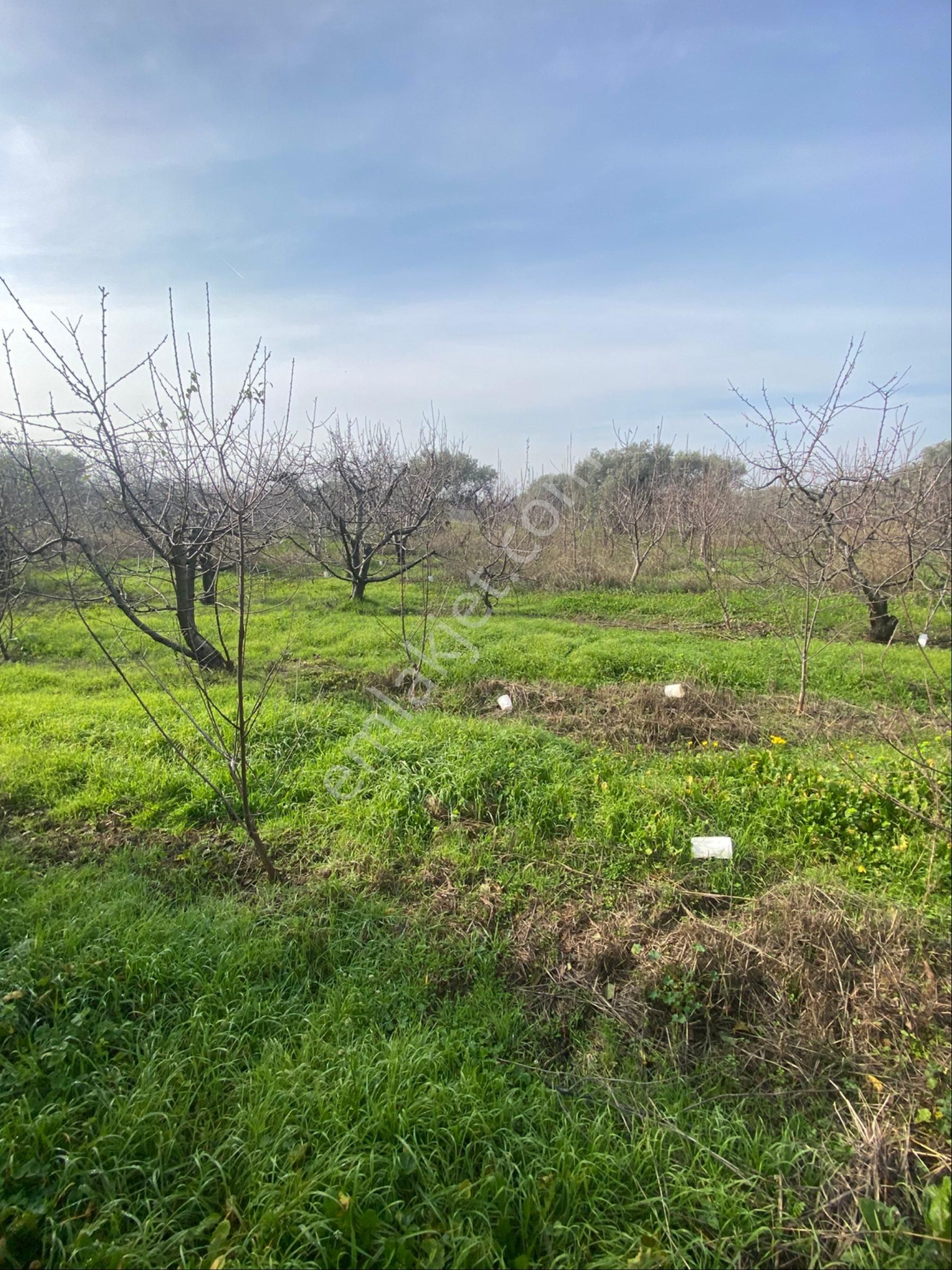 Kemalpaşa Yiğitlerde Kelepir Bahçe - Görsel 18