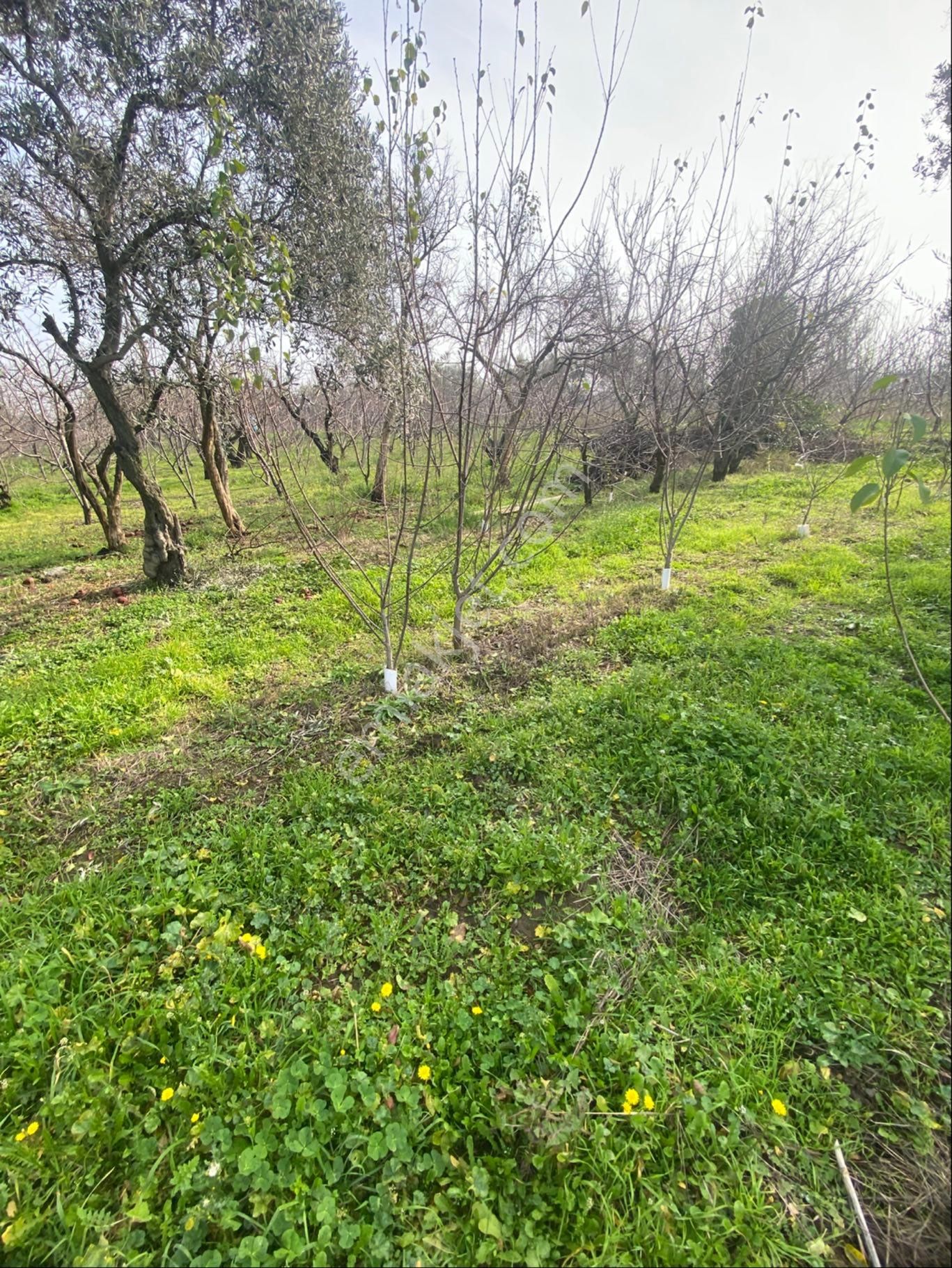 Kemalpaşa Yiğitlerde Kelepir Bahçe - Görsel 9