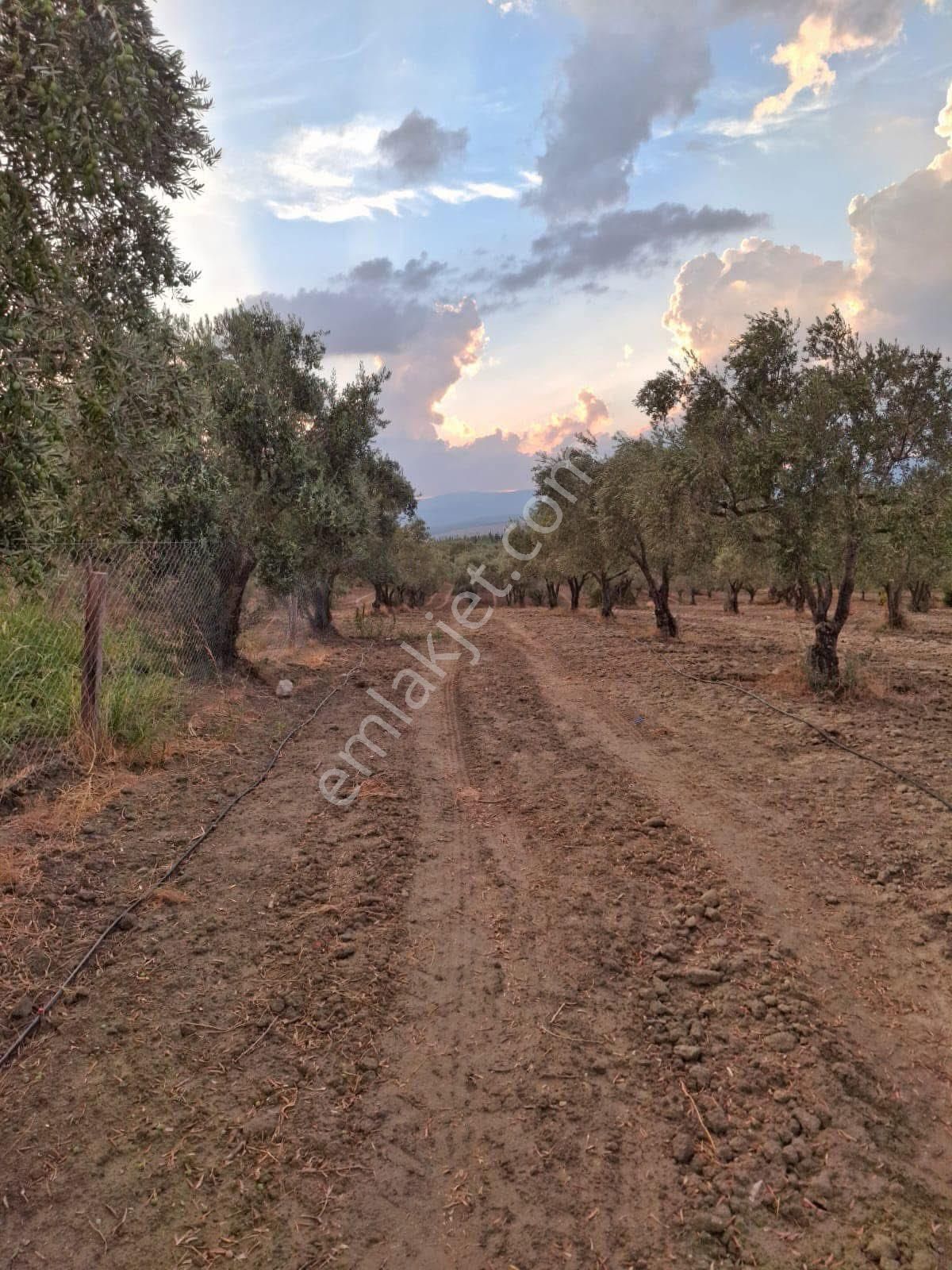 Saruhanlı Çakmaklı Satılık Tarla Manisa Saruhanlı Çakmaklı Mahallesinde Satılık Zeytinlik