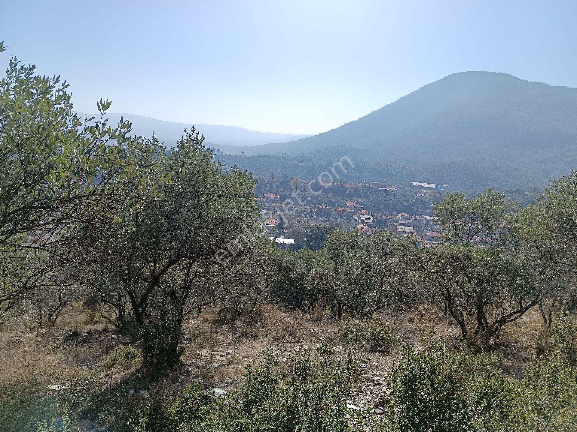 Menteşe Kafaca Satılık Zeytinlik Muğla Menteşe Kafaca Mah.satılık Zeytinlik