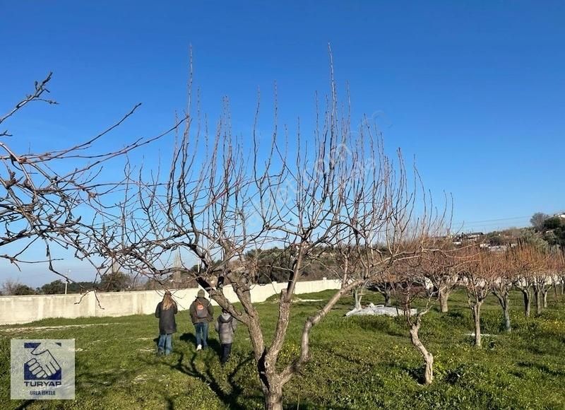 Urla İskele Satılık Tarla Urla İskelede Yola Cepheli Satılık Tarla