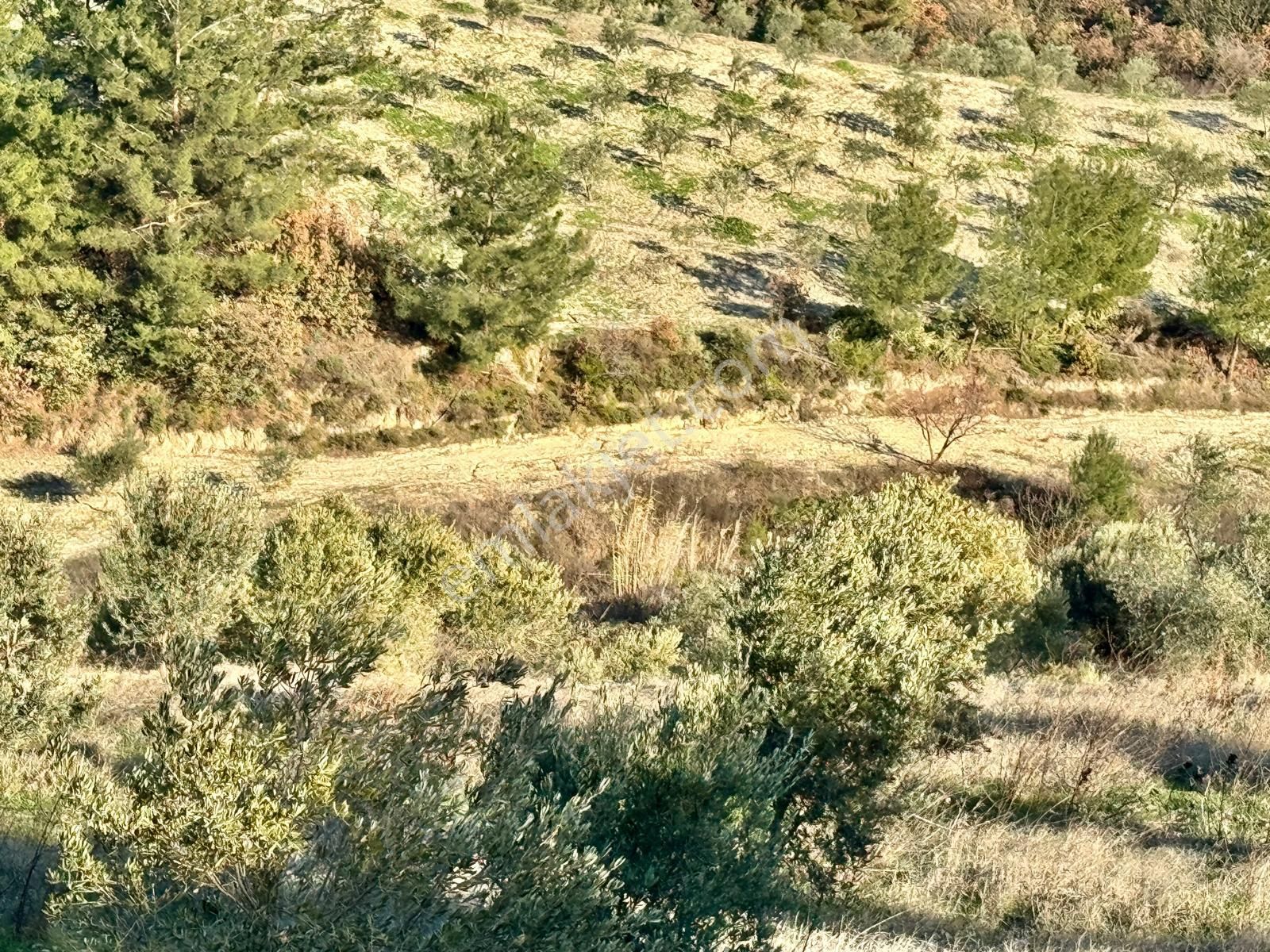 Manisa Hacımusa Da 2.200 M2 Zeytinlik , 60 Adet Ağaç - Görsel 6