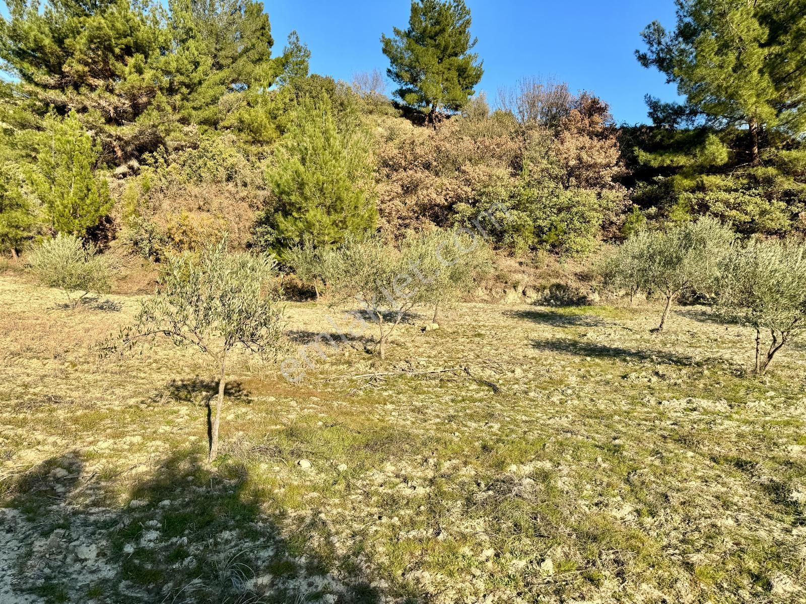Manisa Hacımusa Da 2.200 M2 Zeytinlik , 60 Adet Ağaç - Görsel 2