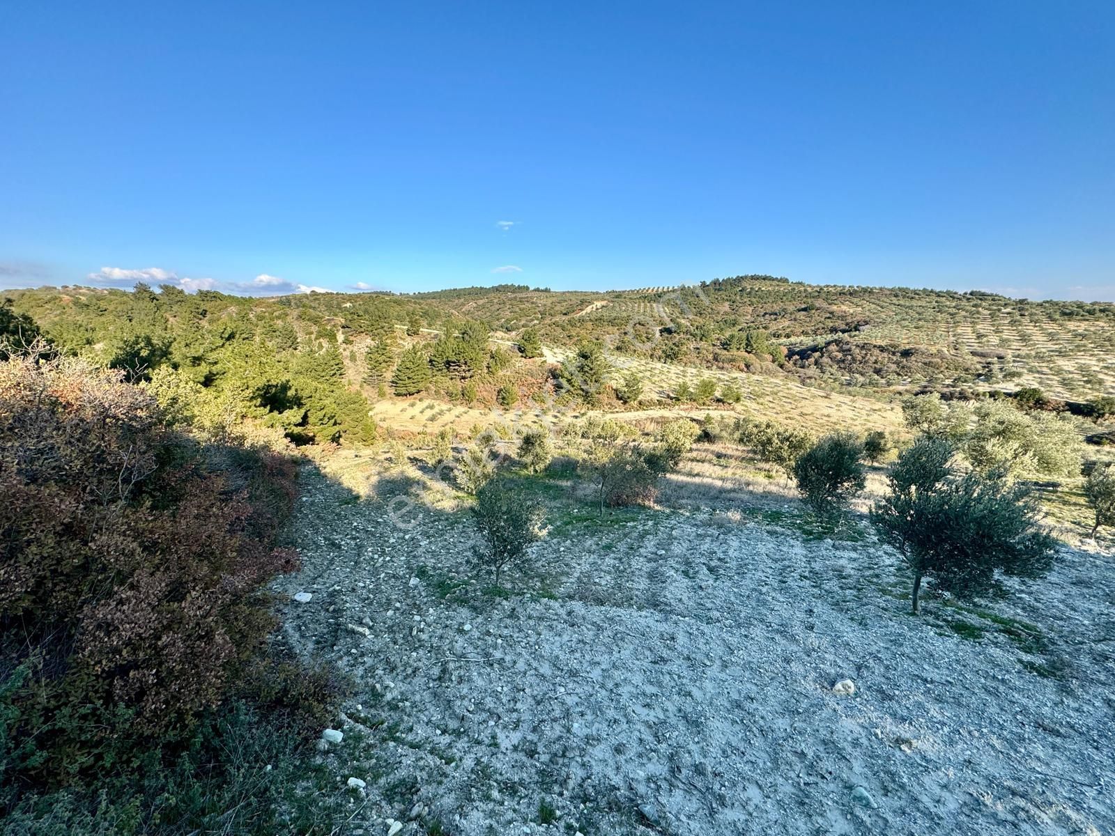Manisa Hacımusa Da 2.200 M2 Zeytinlik , 60 Adet Ağaç - Görsel 8