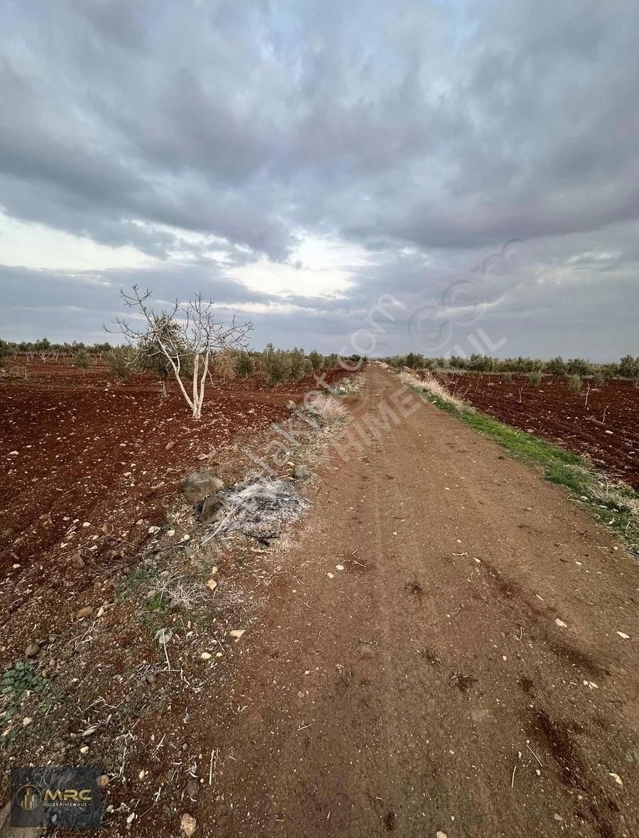 Kilis Merkez Oylum Satılık Tarla Mrc Gayrimenkulden Oylum Bölgesinde Bakımlı Zeytinlik