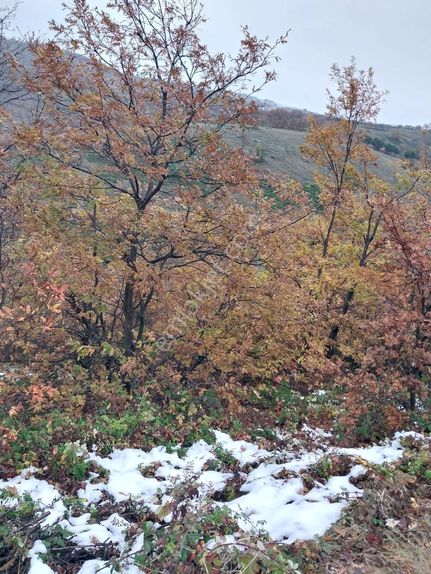 İznik Kaynarca Satılık Tarla Sahibindensatilik İznikkaynarcada 1600 Mt Uygun Tarla