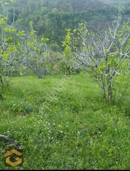 Sultanhisar Malgaçmustafa Satılık Tarla Aydın Sultanhisar Da Satılık Bahçe