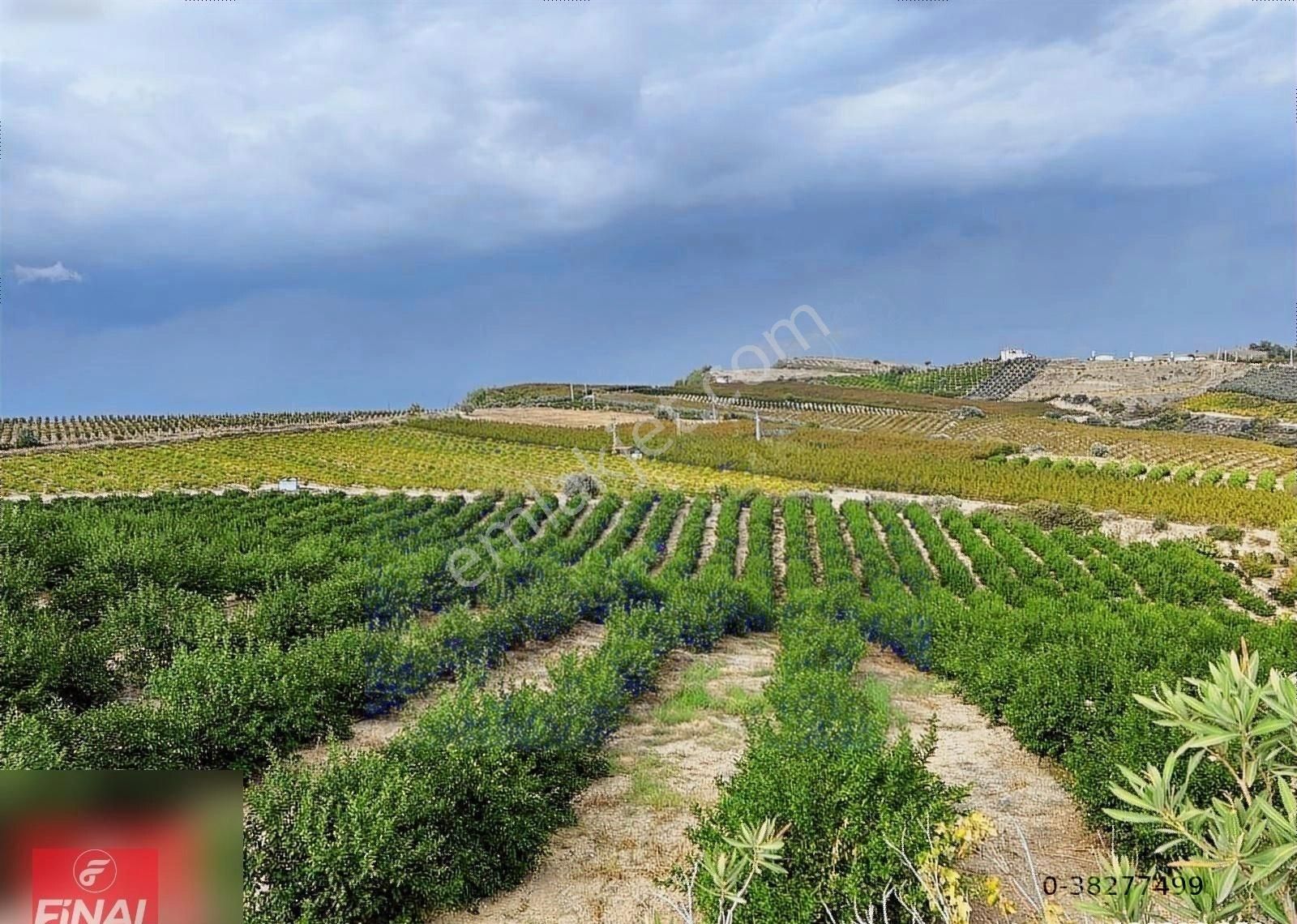 Final Emlaktan Cırbıklar Köyünde 72 Dönüm Nar Bahçesi Satılıktır - Görsel 5