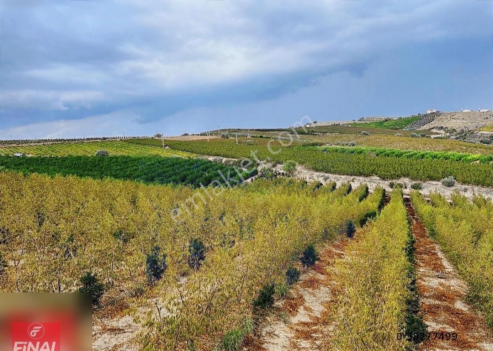 Final Emlaktan Cırbıklar Köyünde 72 Dönüm Nar Bahçesi Satılıktır - Görsel 10