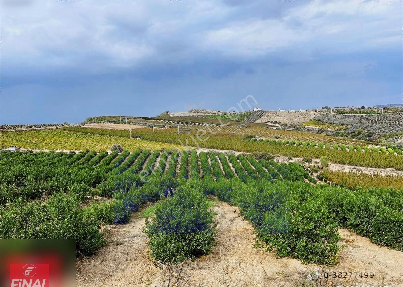 Final Emlaktan Cırbıklar Köyünde 72 Dönüm Nar Bahçesi Satılıktır - Görsel 7