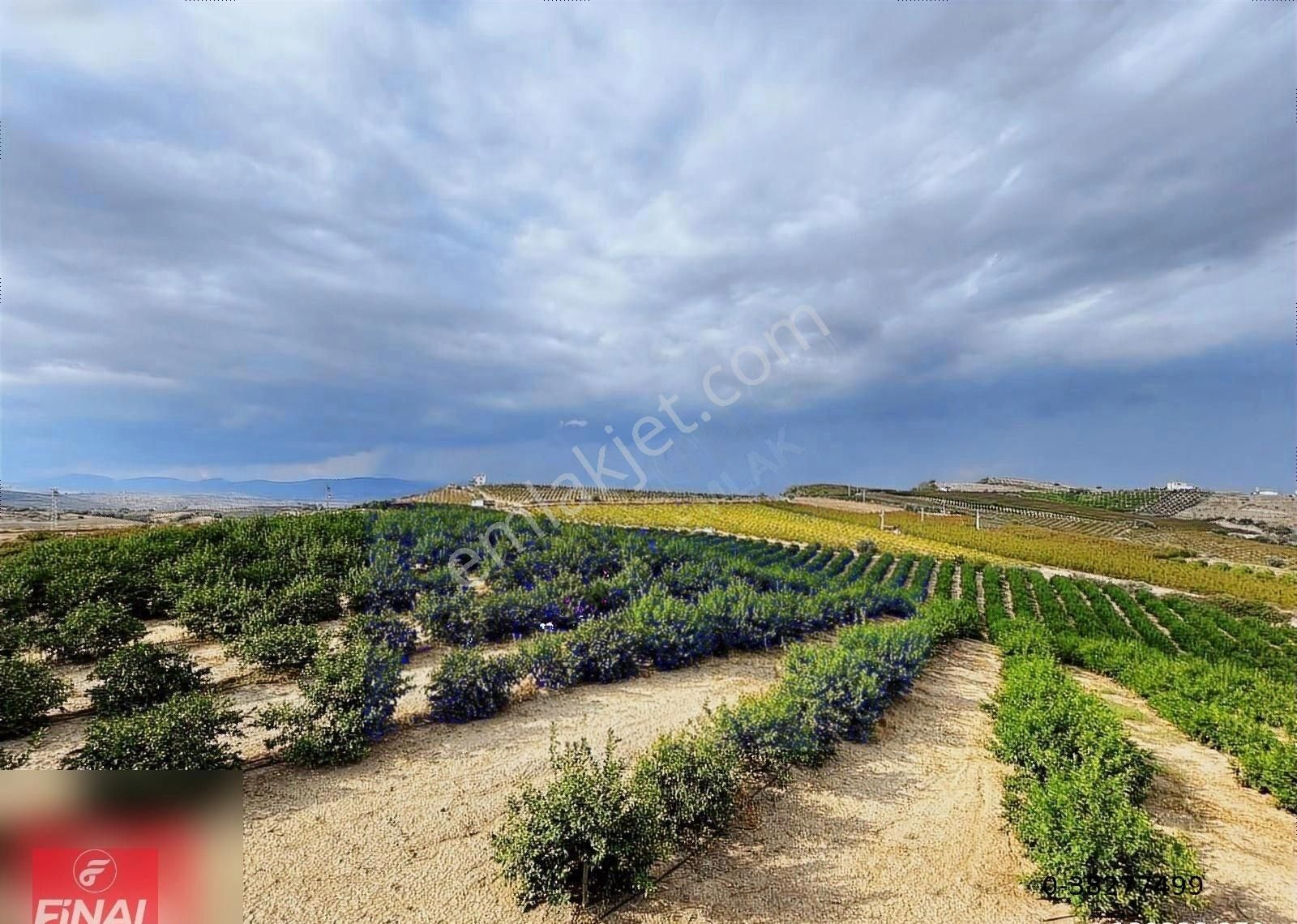 Final Emlaktan Cırbıklar Köyünde 72 Dönüm Nar Bahçesi Satılıktır - Görsel 6