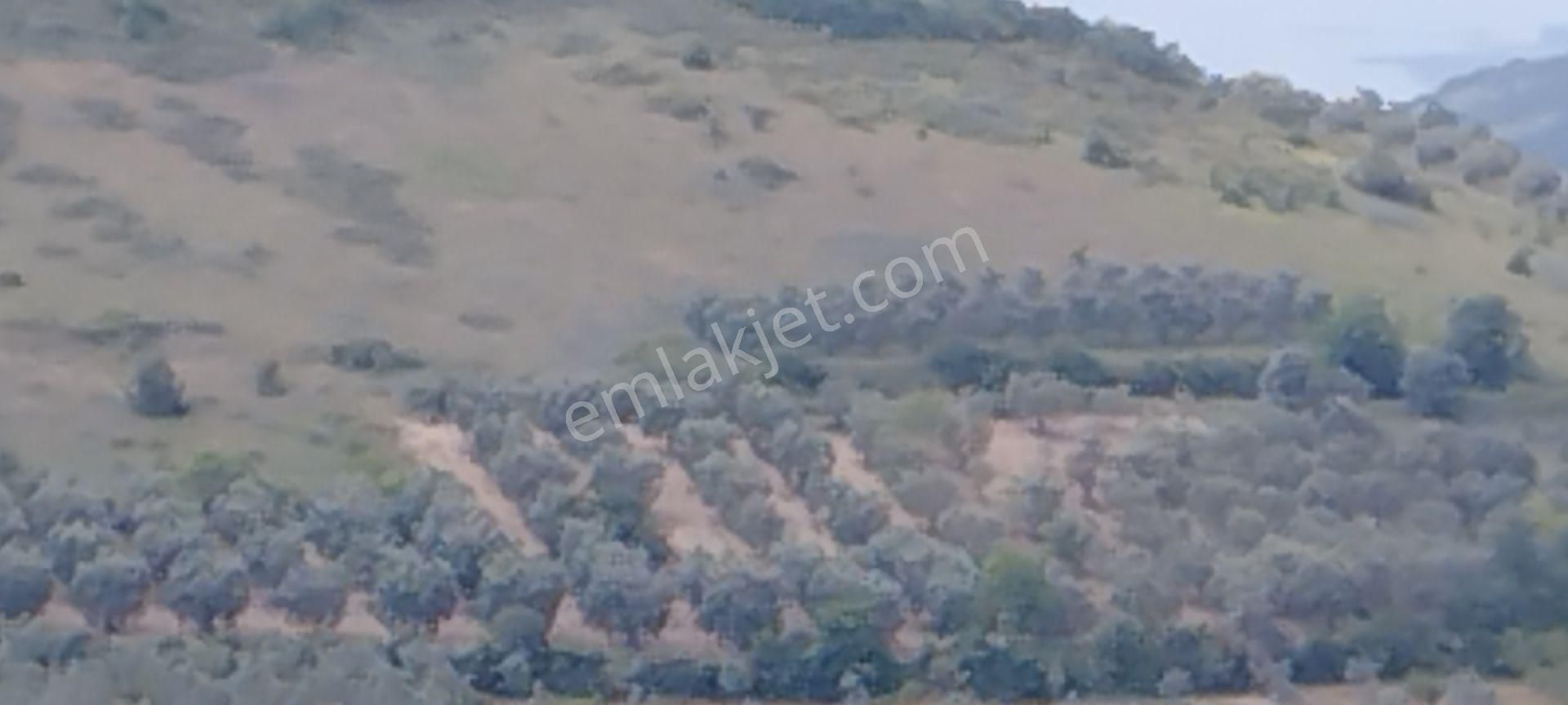 Bursa İznik Tacir Köyünde Müstakil Tapulu Hesaplı Tarla Satılık - Görsel 6