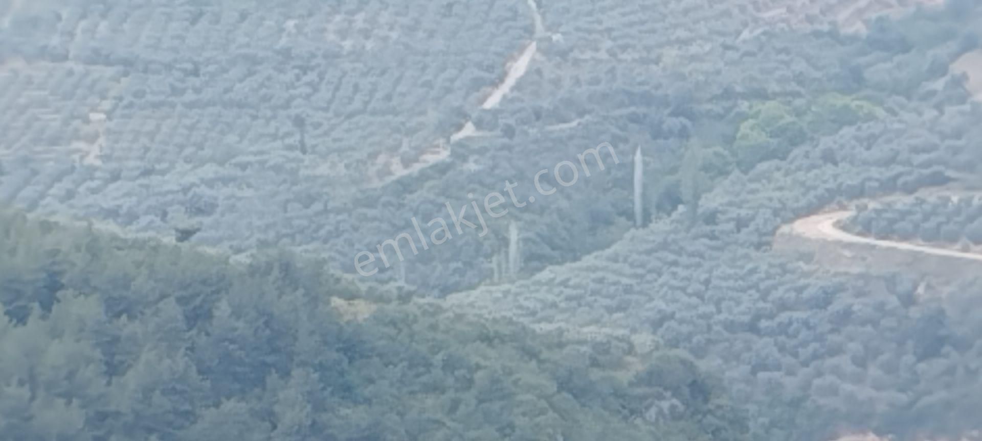 Bursa İznik Tacir Köyünde Müstakil Tapulu Hesaplı Tarla Satılık - Görsel 2