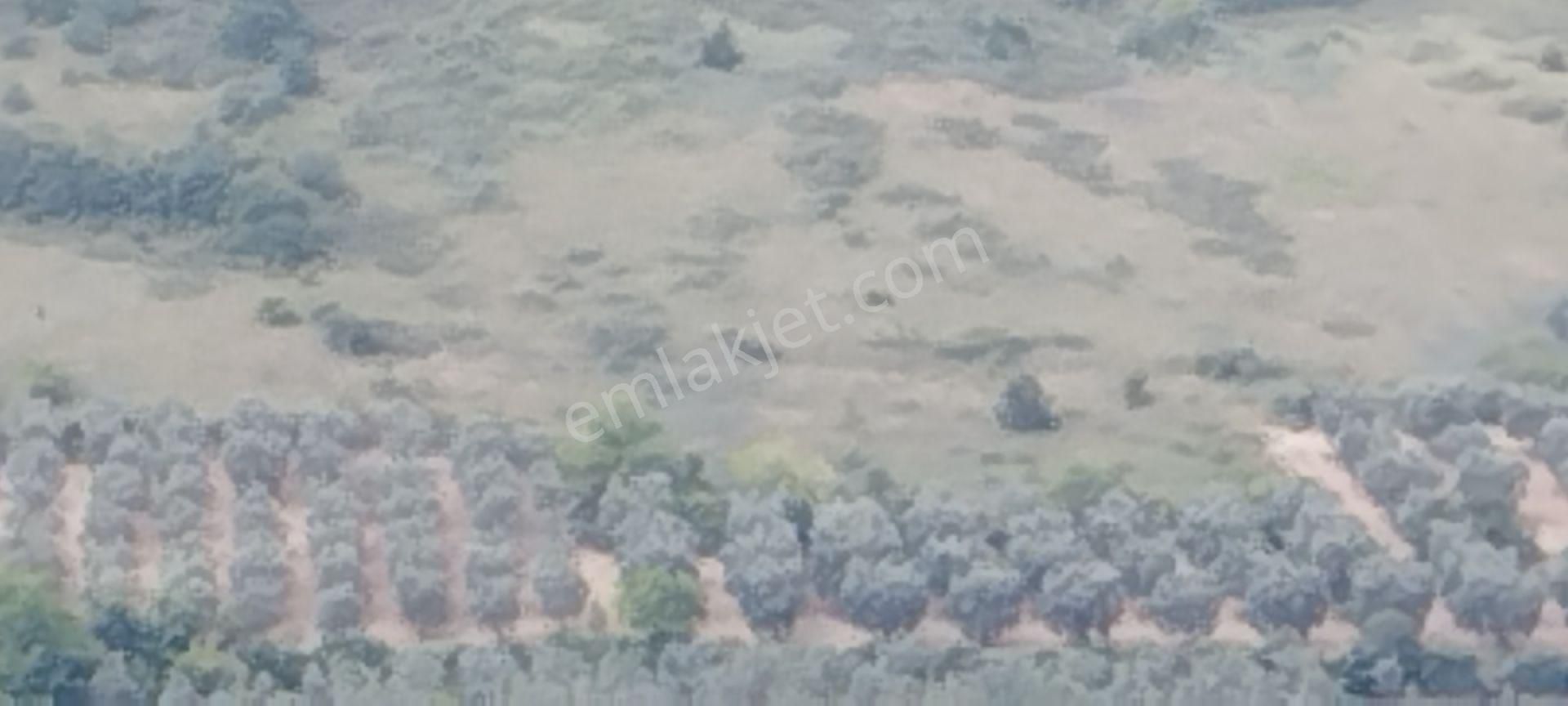 Bursa İznik Tacir Köyünde Müstakil Tapulu Hesaplı Tarla Satılık - Görsel 8