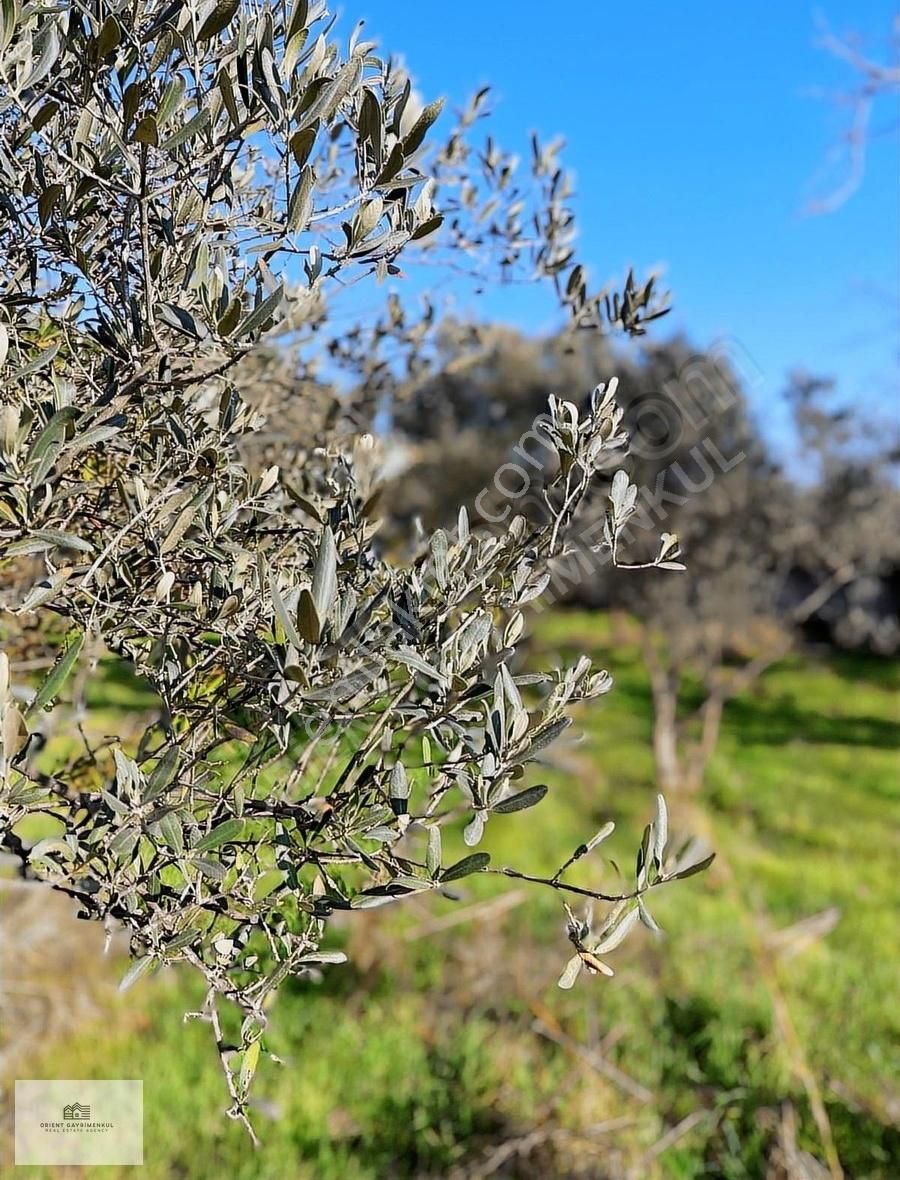 Orient Gayrimenkulden Satılık 1870 M2 Arsa İçinde Müstakil Ev - Görsel 7