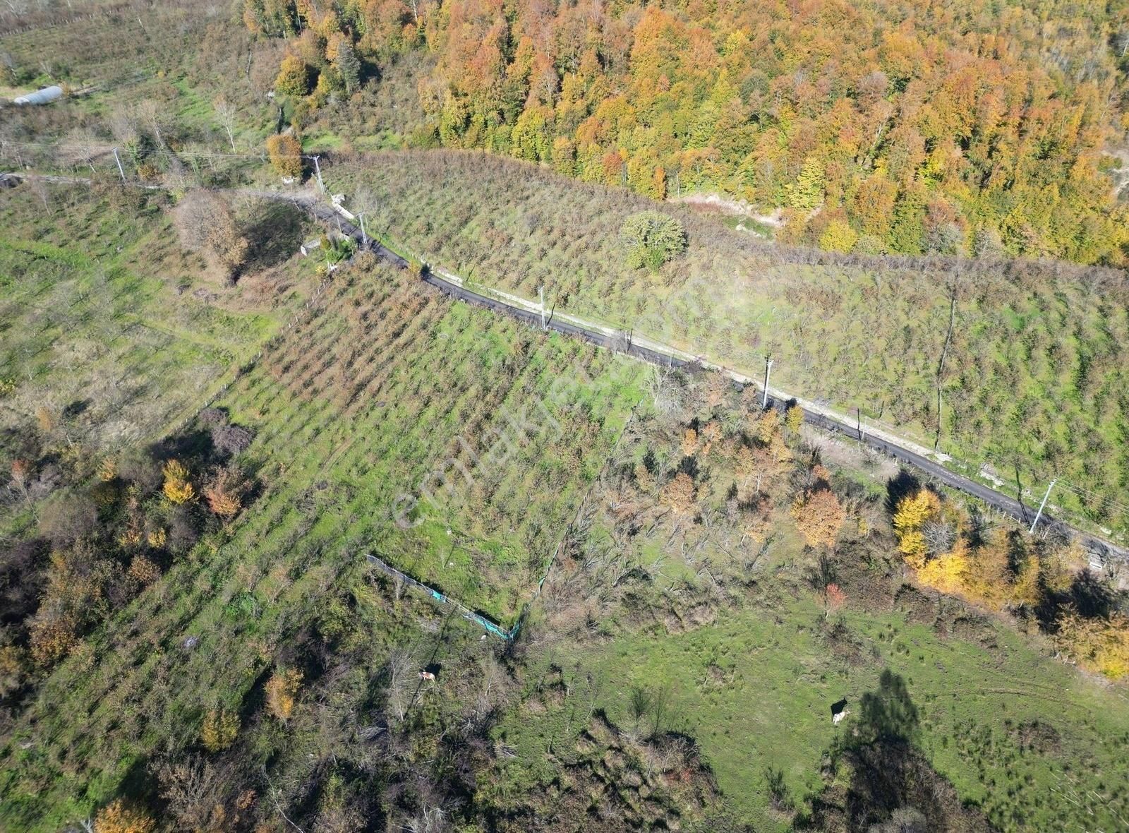 Amasra Kazpınarı Köyü (Merkez) Satılık Tarla Altın Emlaktan Satılık 11.687 M2 Tarla Amasra/kazpınarı