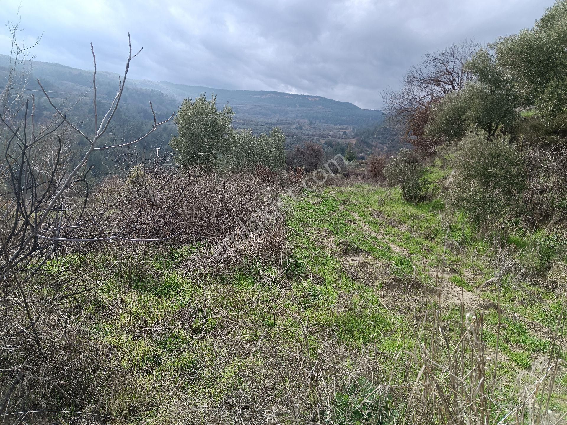 Menteşe Esençay Satılık Konut İmarlı Muğla Menteşe Esençay Mah.satılık Köy İçi İmarlı Arsa