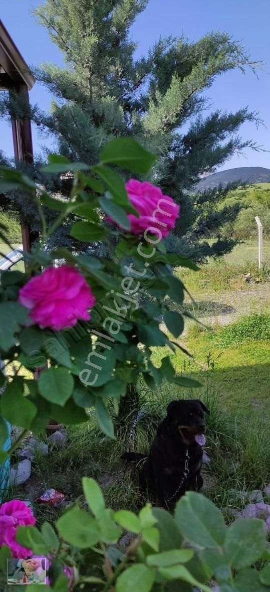 Keçiören Bağlarbaşı Satılık Tarla Tek Tapu Etrafı Çevrili Müstakil Evi Olan Bahçe