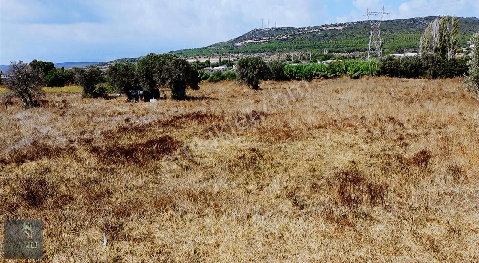 Seferihisar Ulamış Satılık Tarla Çamlı Gayrimenkulden Satılık Tarla