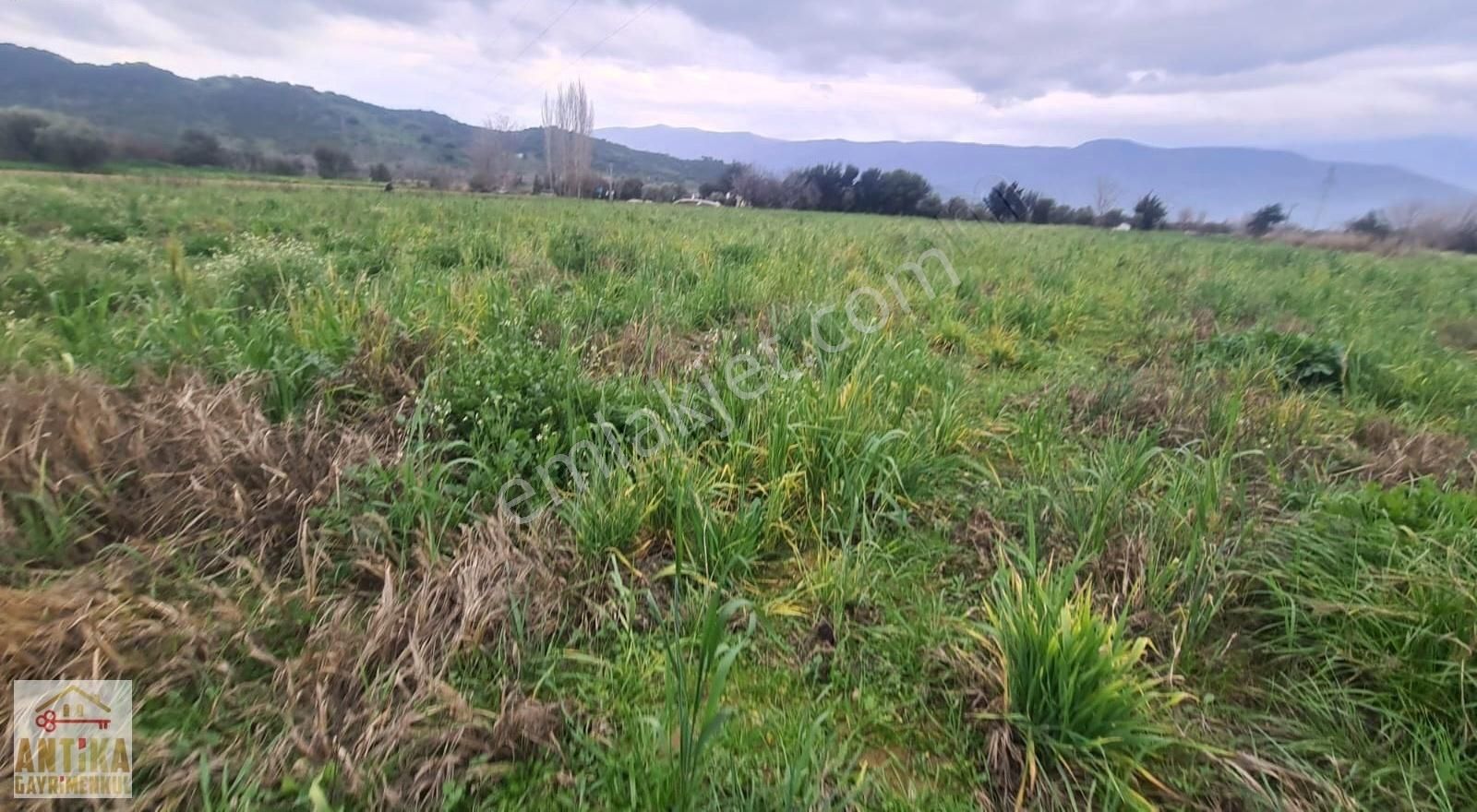 Ödemiş Çaylı Satılık Tarla Antika Gayrimenkul'den Çaylı Mah. 2000 M² Satılık Arsa