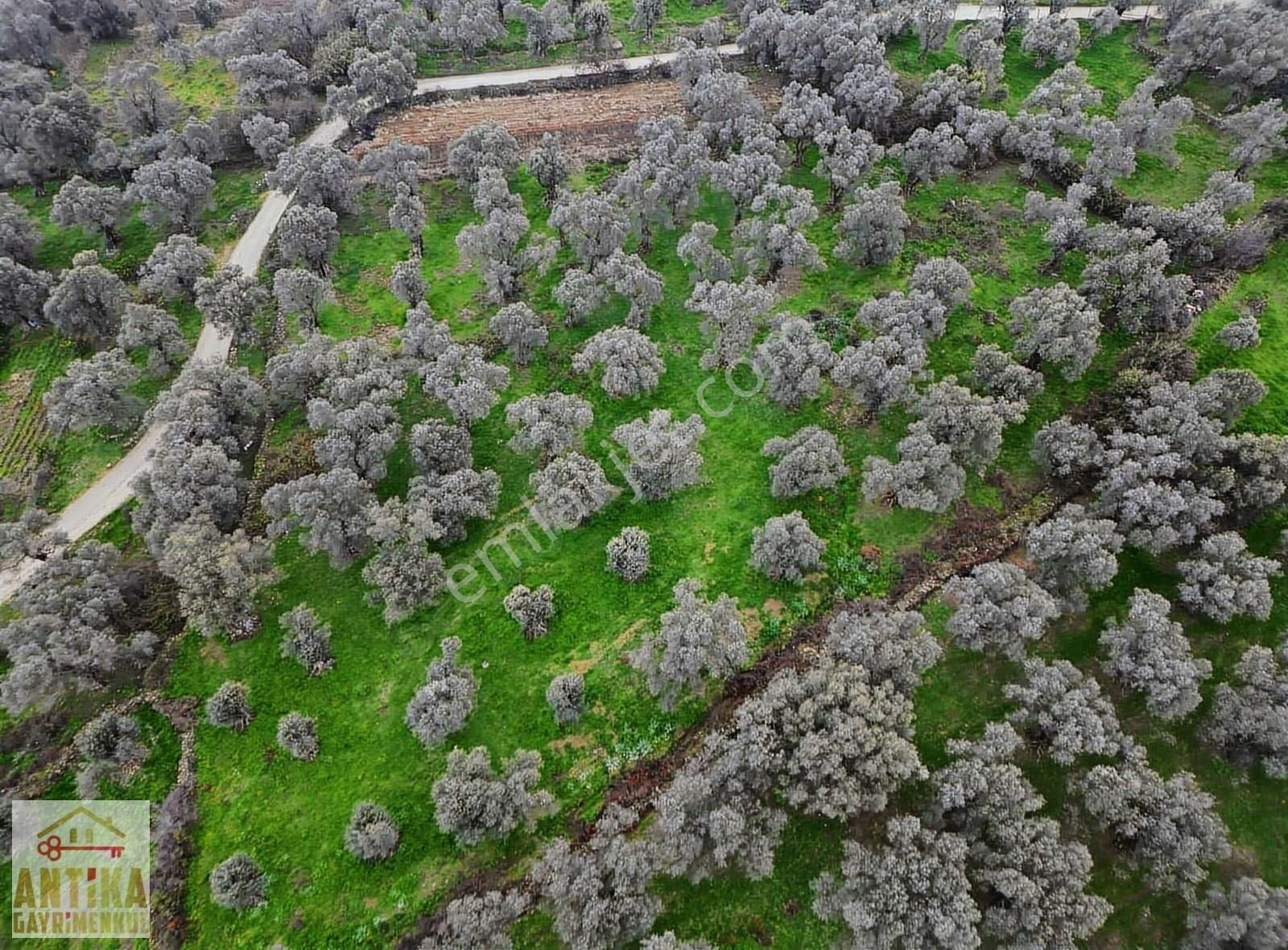 Ödemiş Bademli Satılık Zeytinlik Antika Gayrimenkul'den Bademli Mahallesin'de Satılık Zeytinlik