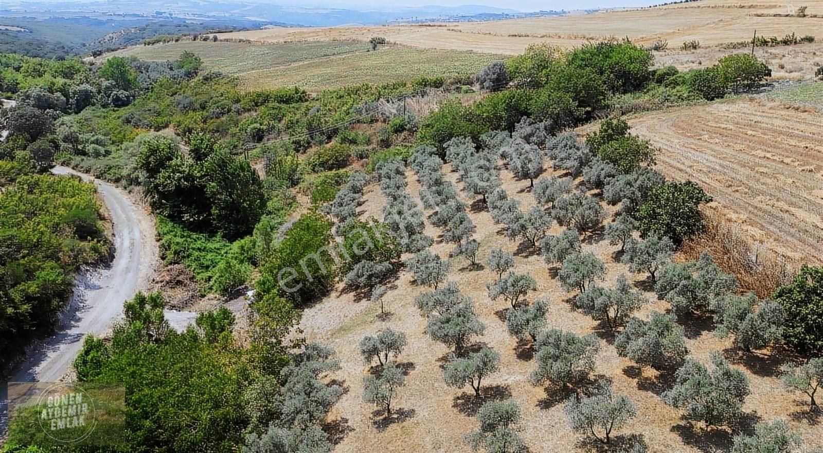 Gönen Havutça Satılık Tarla Köye 350 Metre Bakımlı Zeytinlik