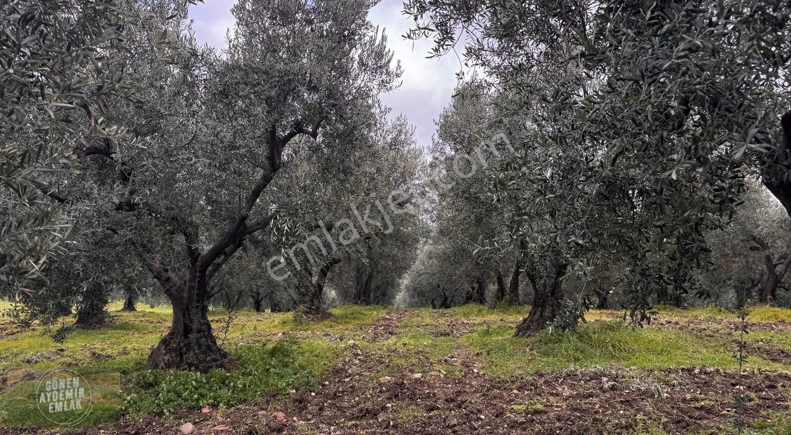 Gönen Çifteçeşmeler Satılık Tarla Deniz Ve Adalar Manzaralı 4500 M2 Zeytinlik