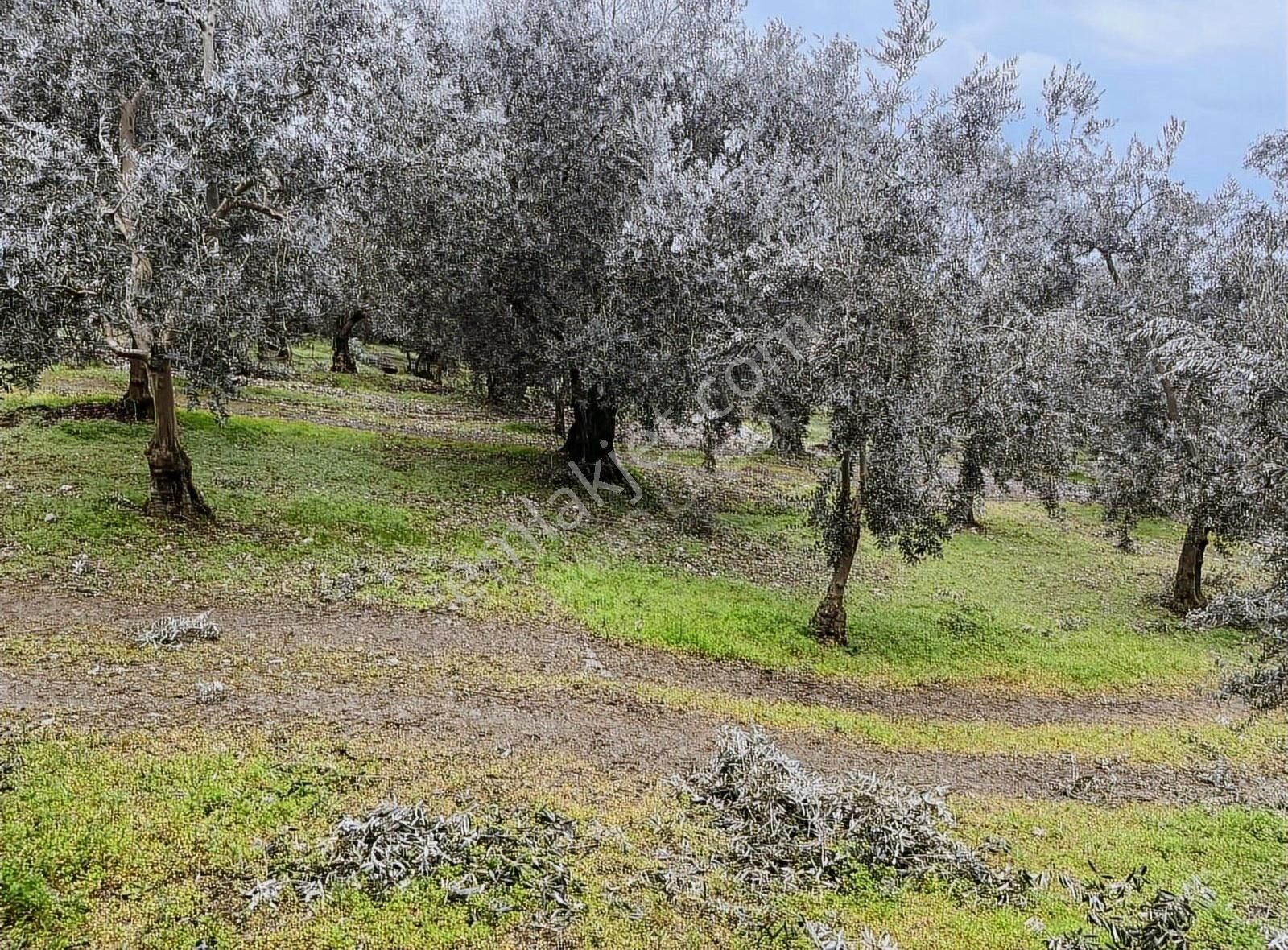 İznik Göllüce Satılık Zeytinlik Göllüce' De Göle Bu Kadar Yakın Bu Kadar Ucuzu Yok