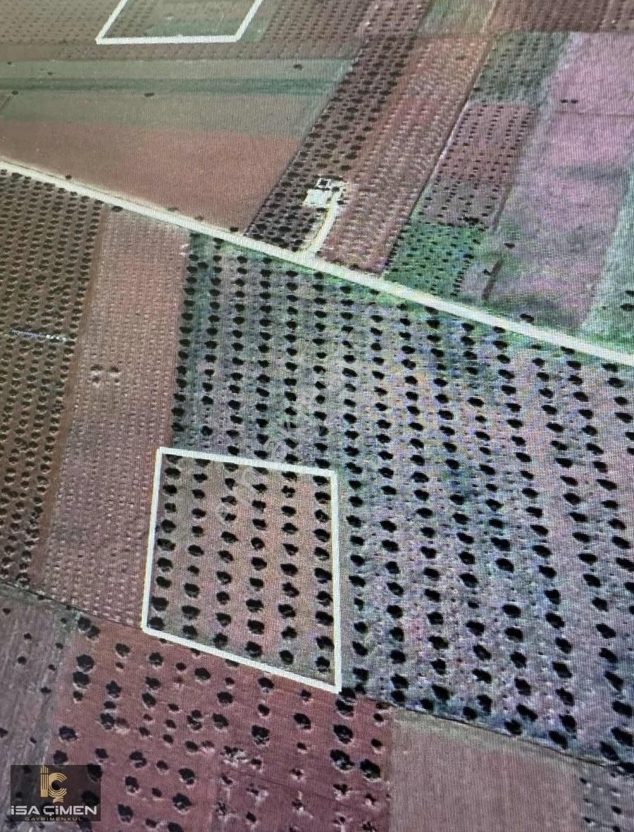 Kilis Merkez Oylum Satılık Özel Kullanım Kilis Merkez Oylum Mahallesin De Tonluk Zeytin Bahçesi