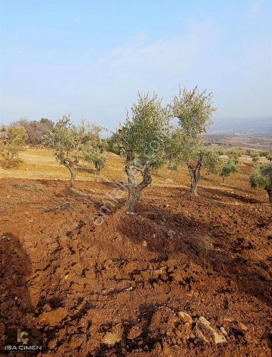 Musabeyli Ağcakent Köyü Satılık Özel Kullanım Kilis Musabeyli Akcakent Satlık Tonluk Zeytin Bahçesi