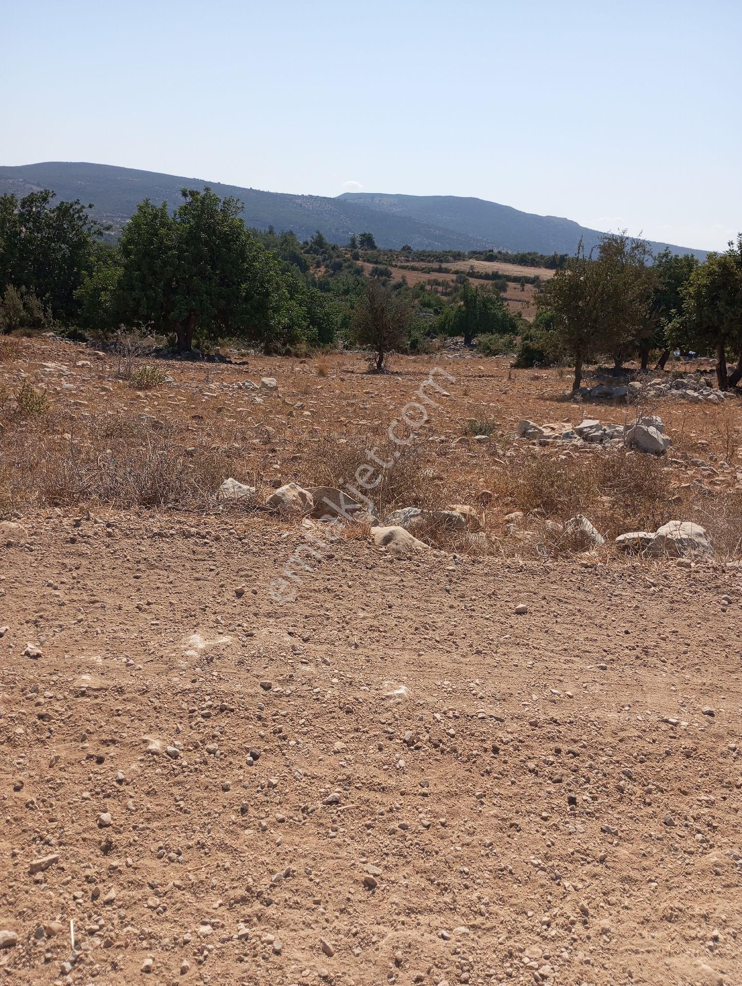 Tarsus Hacıhamzalı Satılık Tarla Hacihamzali Köyünde Satılık Tarla