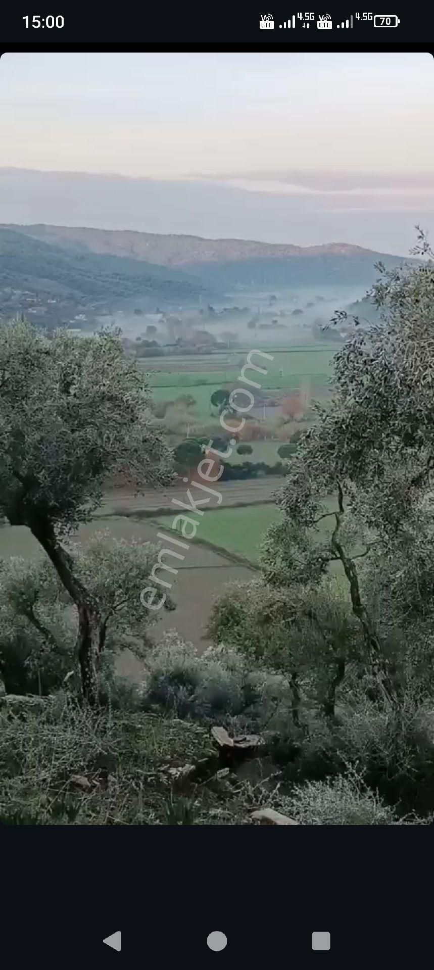 Asfalt Yanı 14.5 Dönüm Zeytinlik - Görsel 2