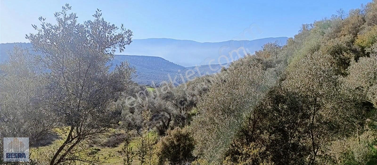 Bozdoğan Yazıkent Satılık Zeytinlik Aydın Bozdoğan Yazıkent'de Satılık Zeytinlik