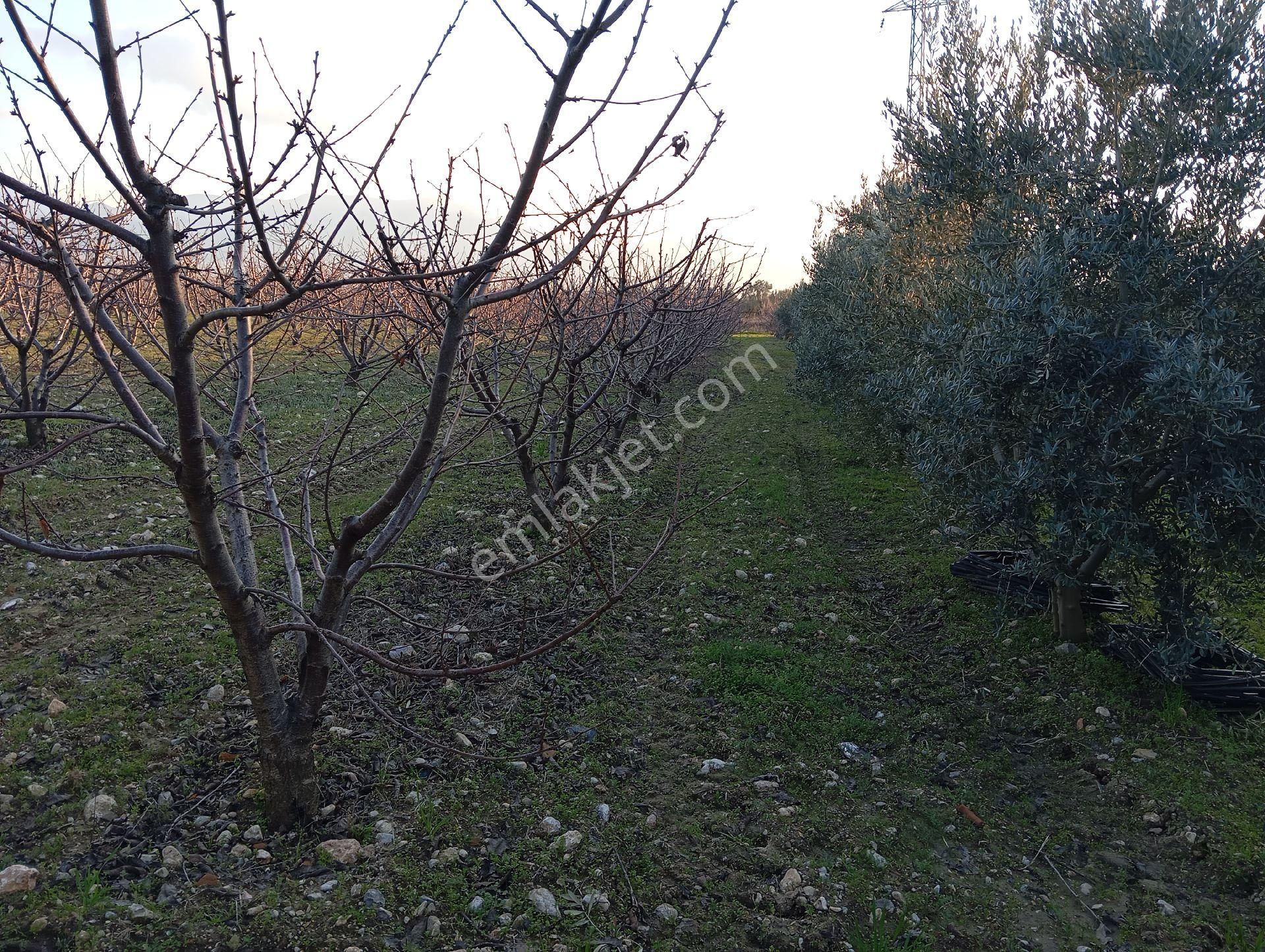 Şehzadeler Sancaklıiğdecik Satılık Tarla Kemalpaşa Çambel İn İlerisi S. İğdecik Genç Verimli Kiraz Zeytin Bahçesi