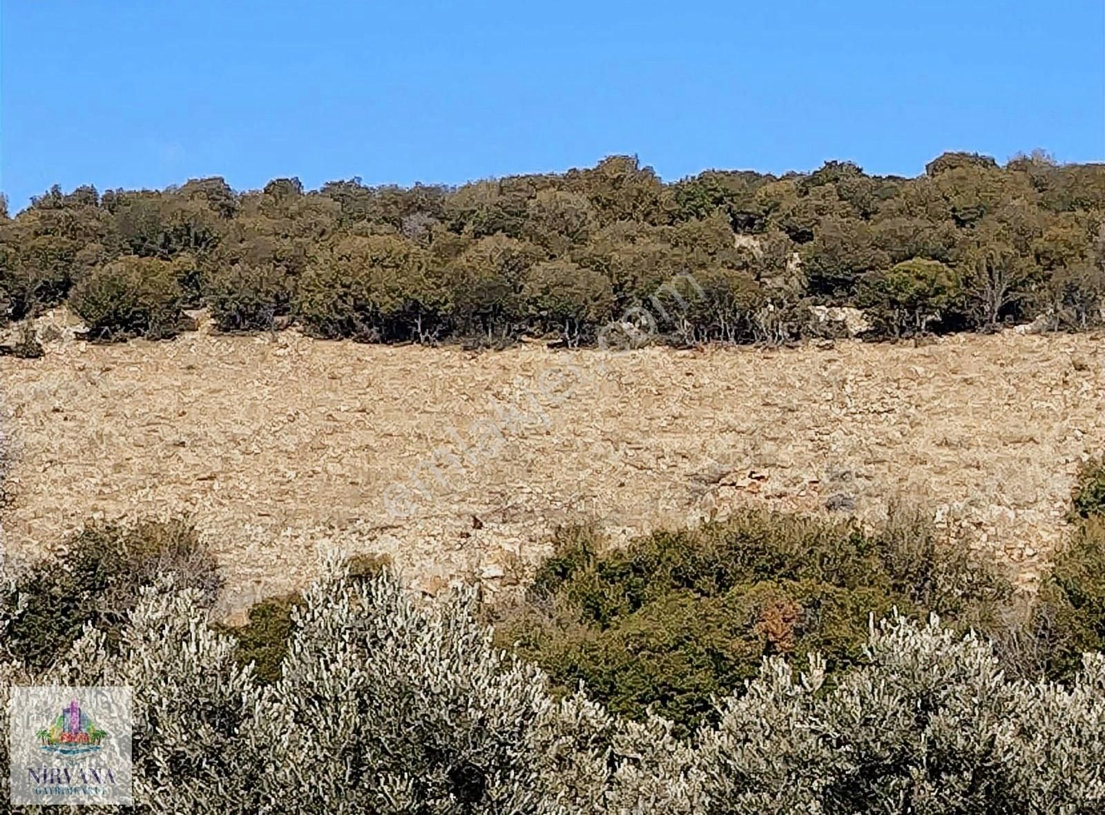 Karacasu Köy Yakını Ekime Dikime Hazır Tarla 19 Dönüm