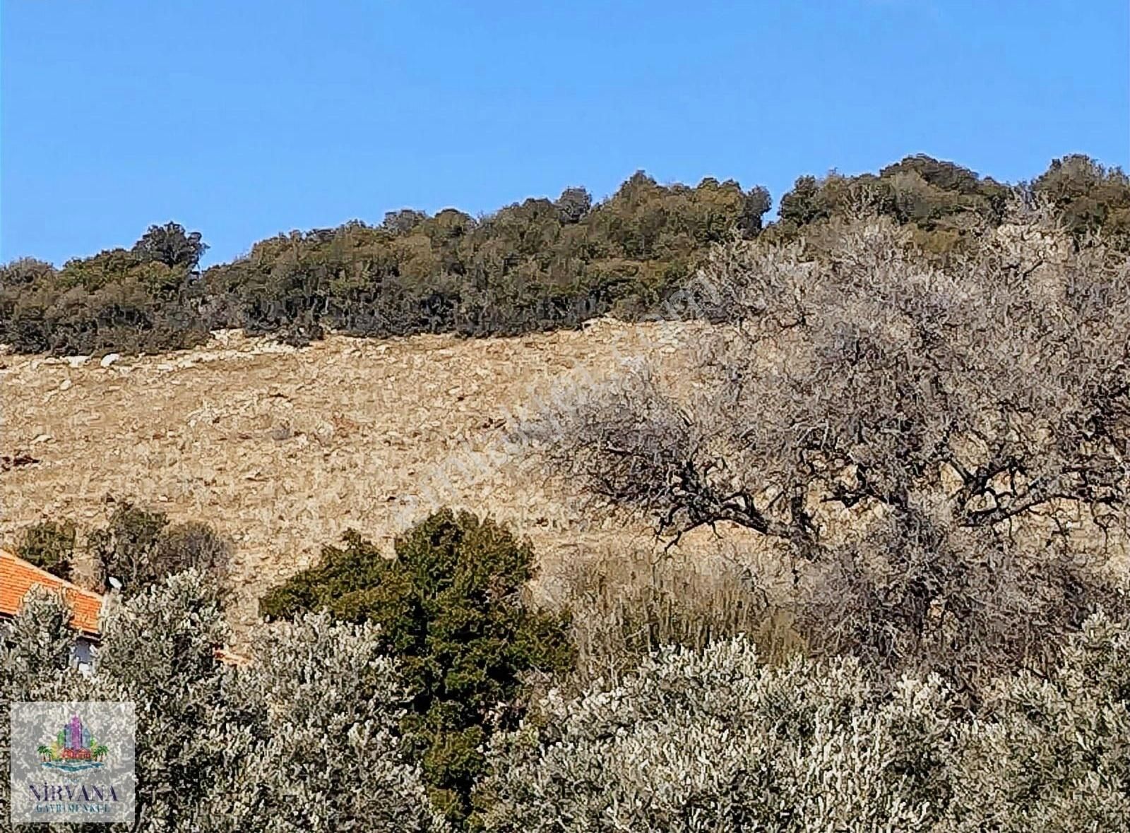 Karacasu Palamutçuk Satılık Tarla Aydın Karacasu Da Zeytin İncir Dikmeye Elverişli Tarla 19 Dönüm