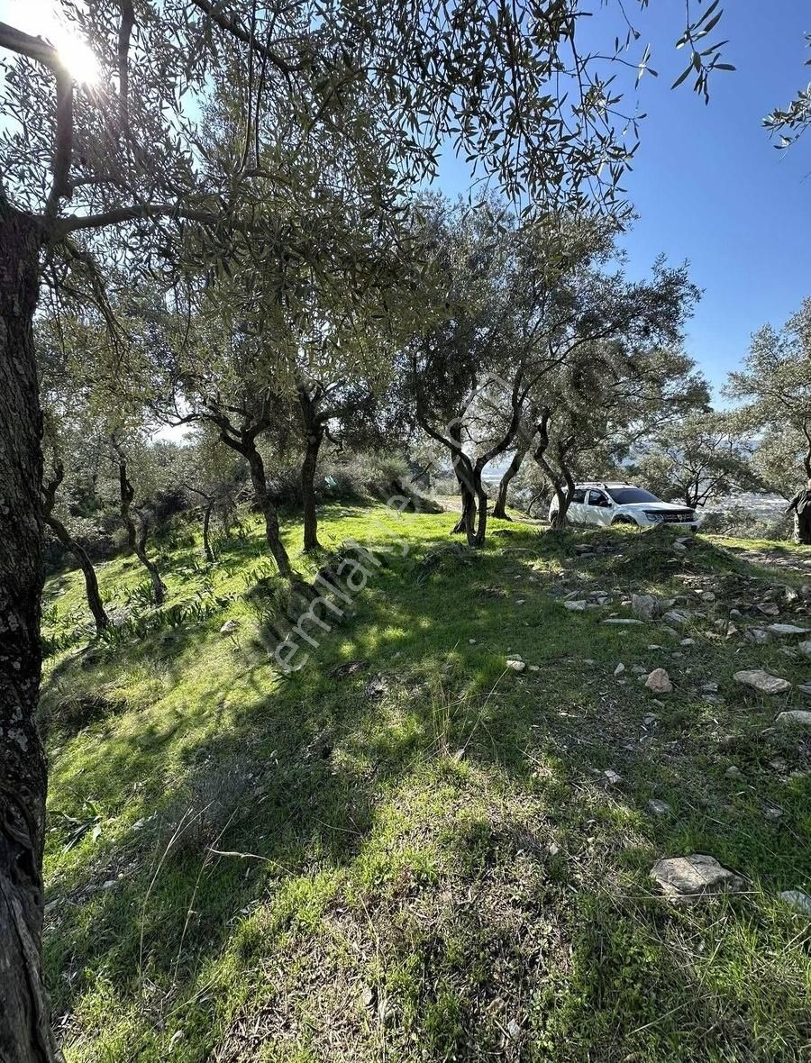 Milas Kafaca Satılık Zeytinlik Milas Kafacada Ulaşımı Kolay Ağaçları Güzel Fırsat Zeytinlik