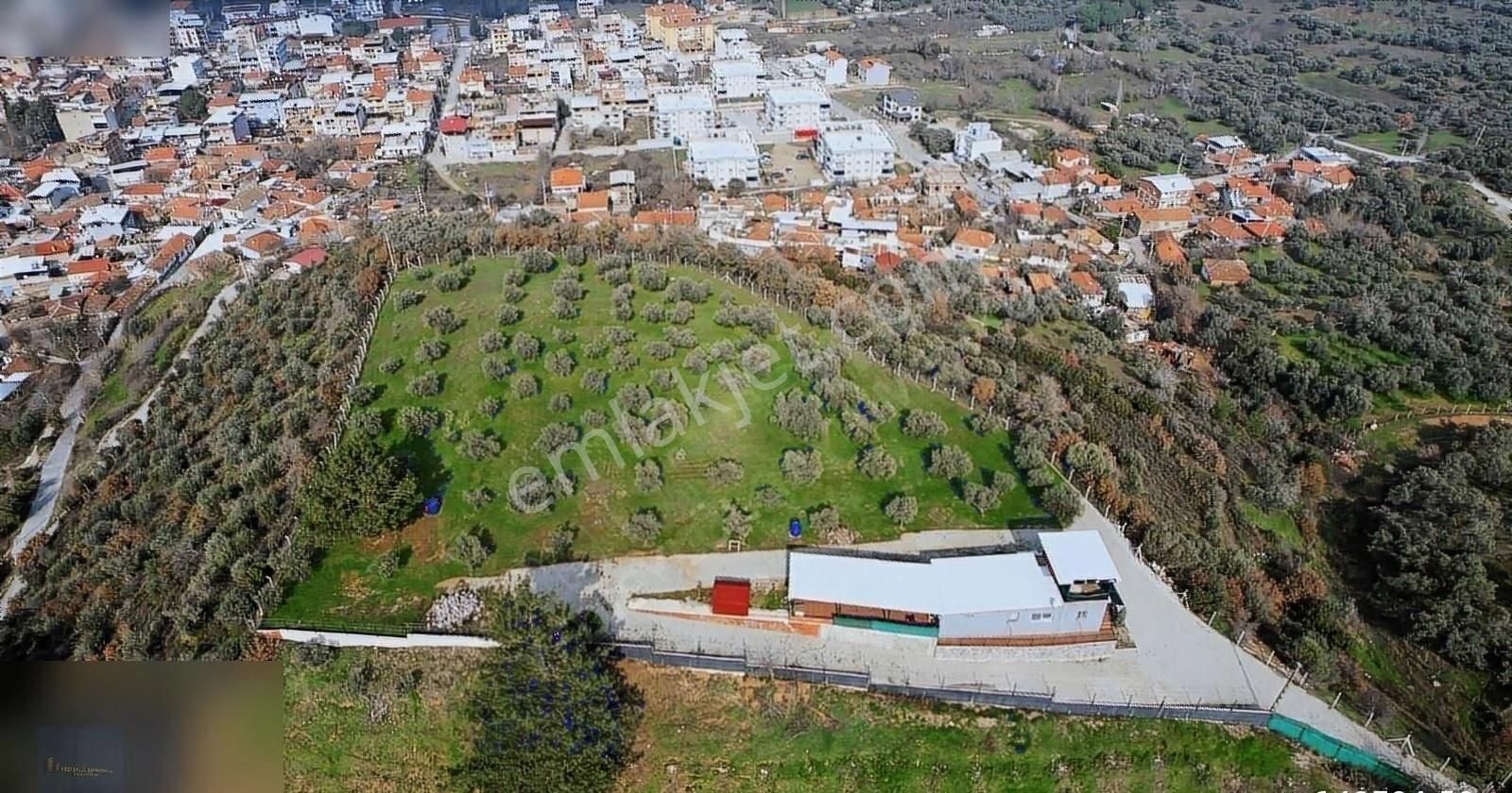 Kemalpaşa Bağyurdu 29 Ekim Satılık Zeytinlik Bu Mülkün Emsali Yok Ama O Bölgede Ki En Uygun Fıyata!