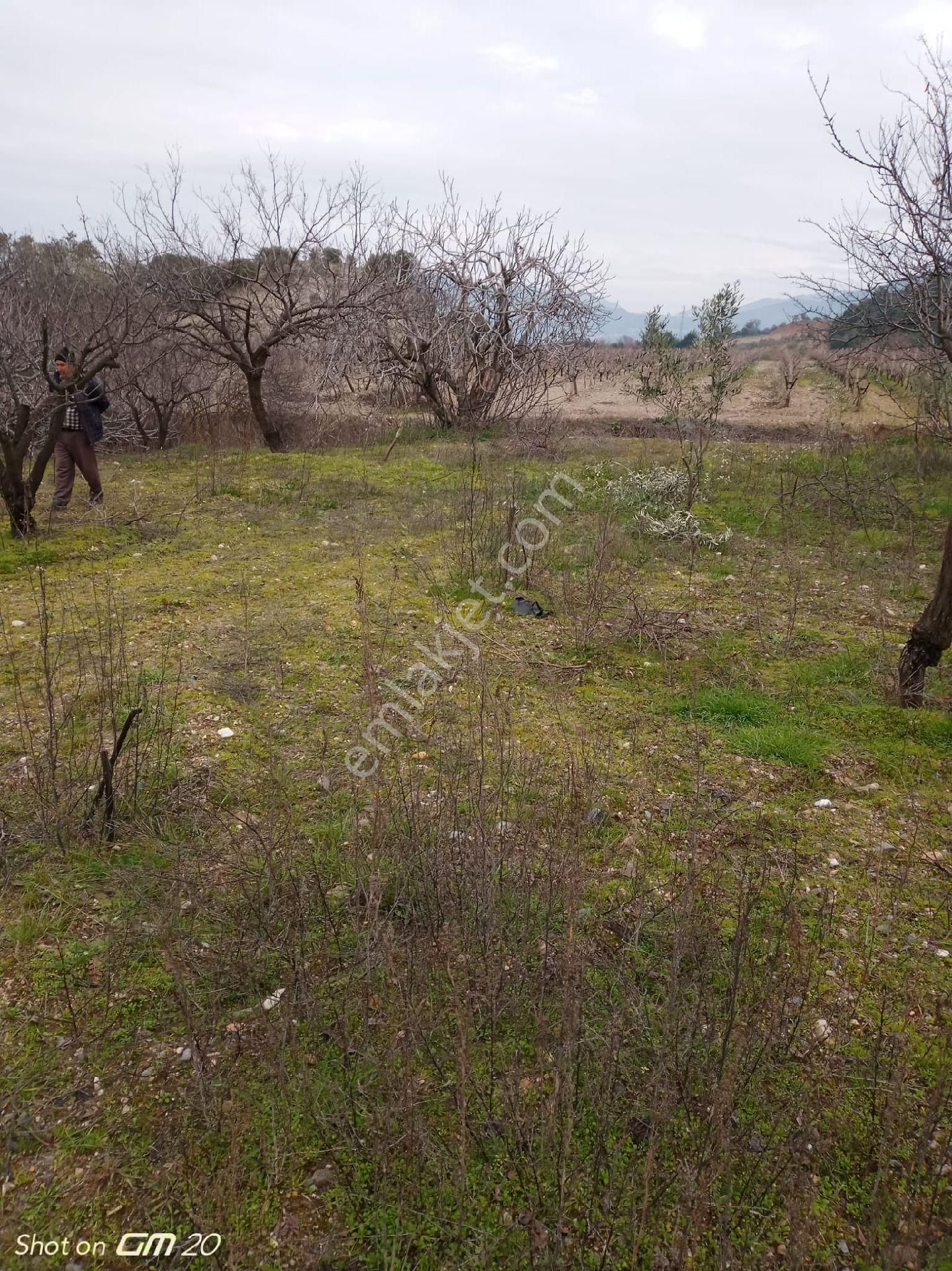 Turgutlu Kurudere Satılık Tarla Sinan Emlak Tan Kurudere Köyü Meyva Bahcesi 2000 M2