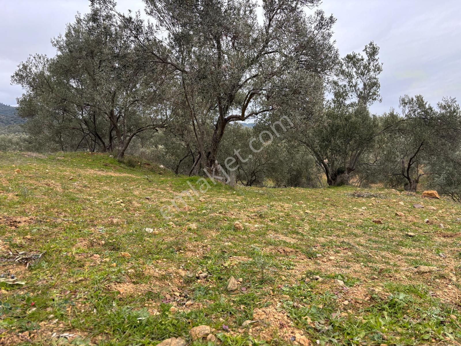 Sağancı Mahallesi Köy Merkezine Yakın Satılık 2146 M2 Zeytinlik - Görsel 8