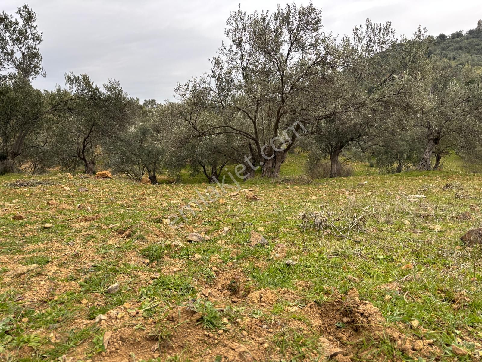 Sağancı Mahallesi Köy Merkezine Yakın Satılık 2146 M2 Zeytinlik - Görsel 12