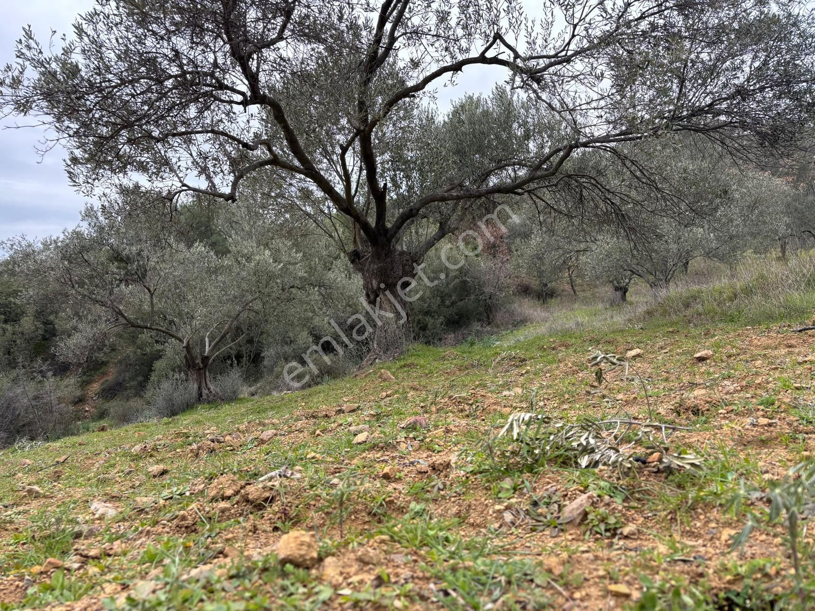 Sağancı Mahallesi Köy Merkezine Yakın Satılık 2146 M2 Zeytinlik - Görsel 10