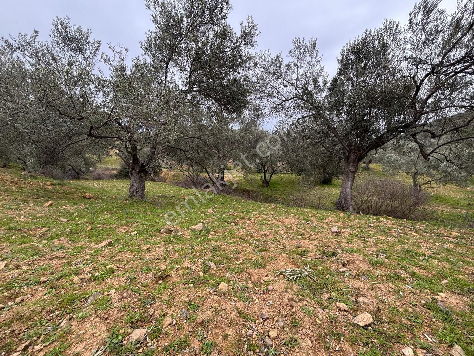 Sağancı Mahallesi Köy Merkezine Yakın Satılık 2146 M2 Zeytinlik - Görsel 14